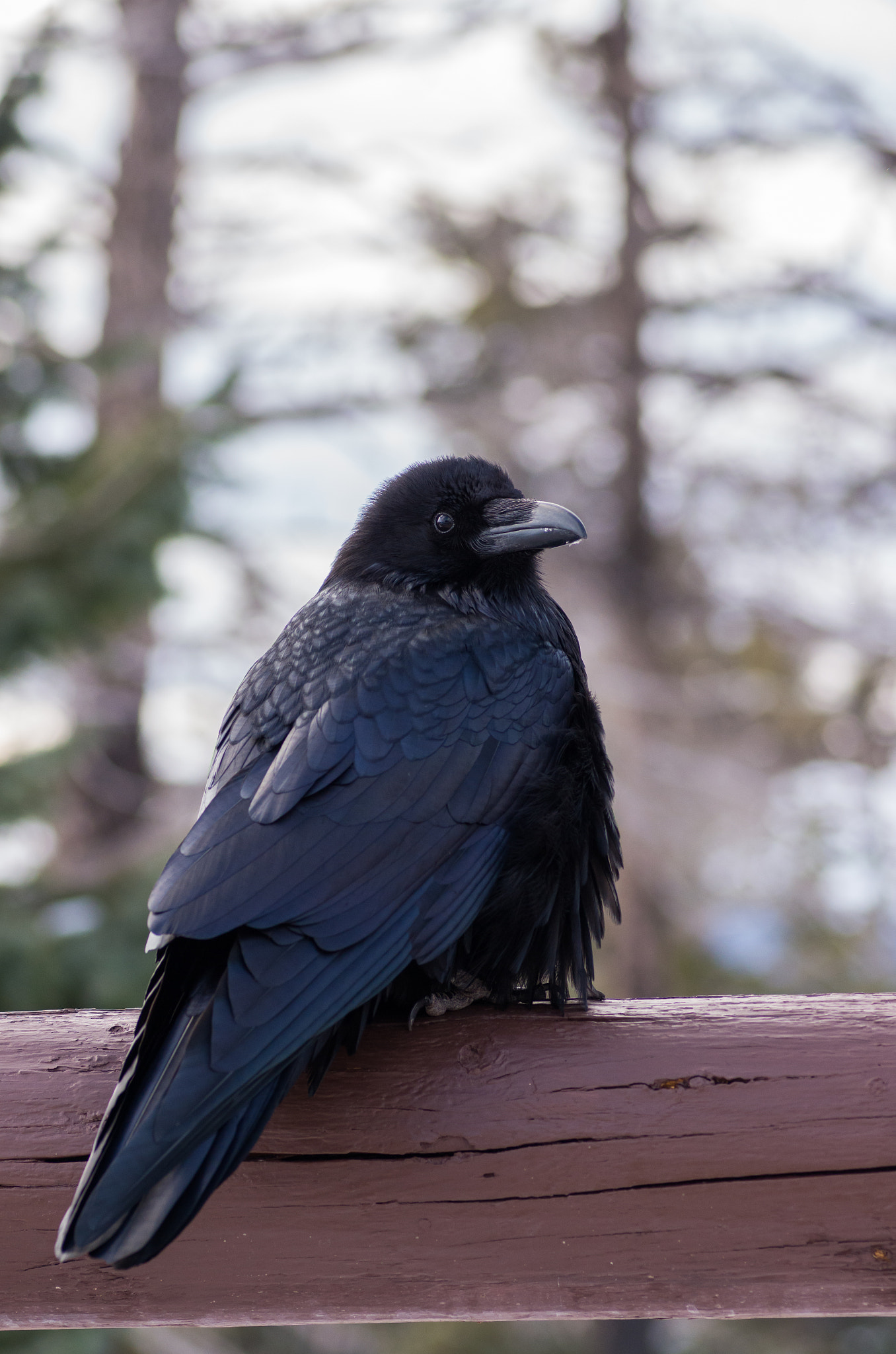 Pentax smc D-FA 100mm F2.8 Macro WR sample photo. Fluffy poser photography