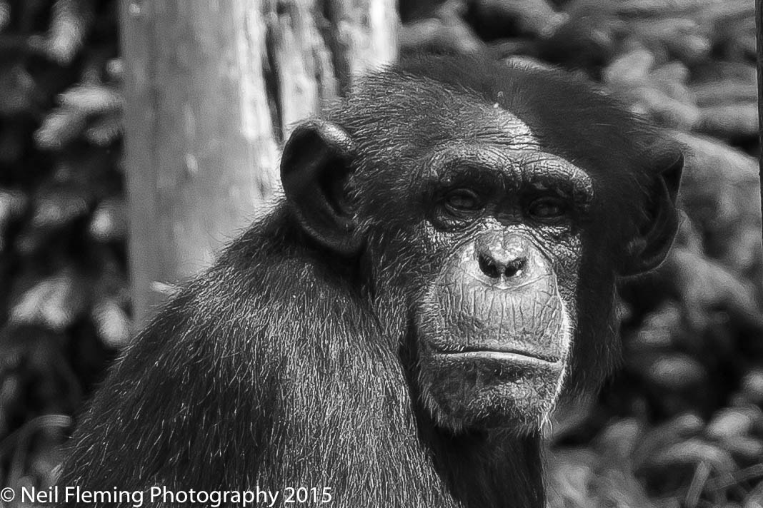 Canon EF 70-200mm F4L USM sample photo. Chimp photography