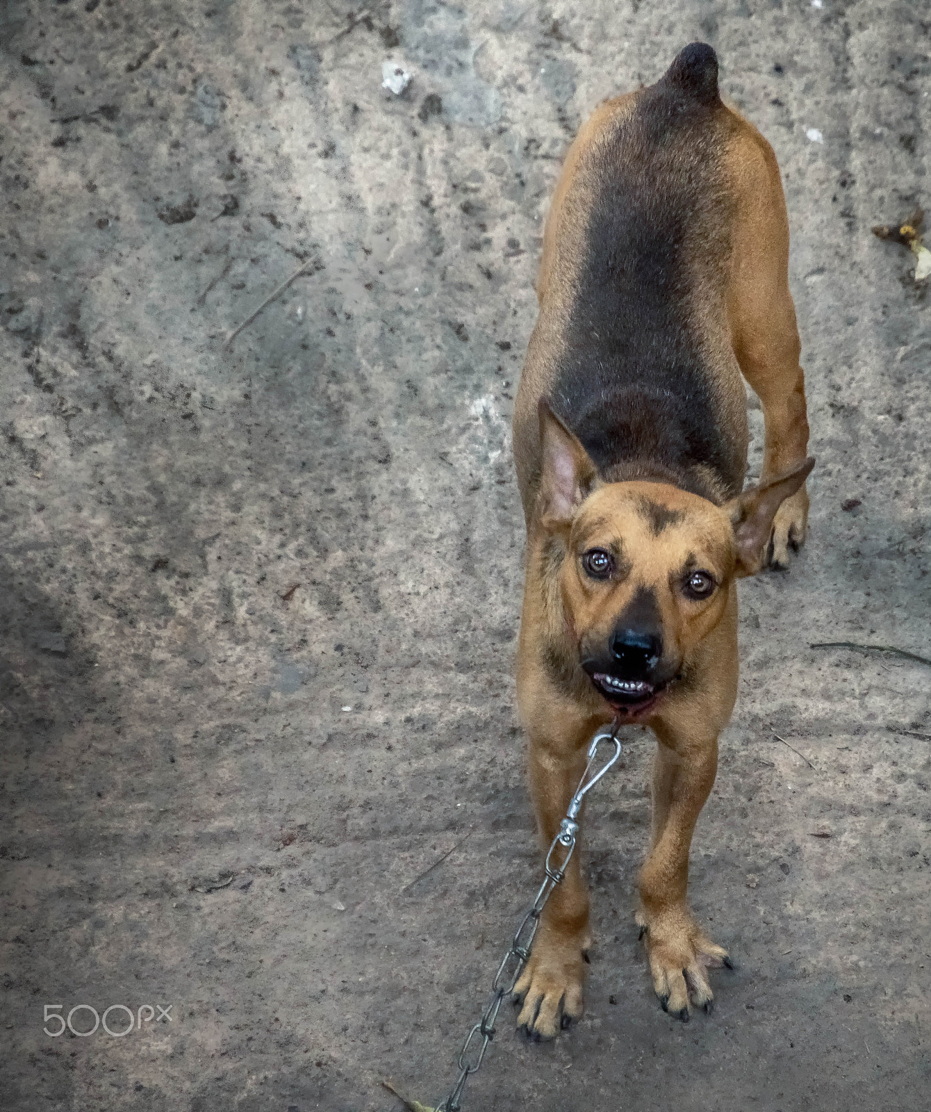 Sony E 18-200mm F3.5-6.3 OSS sample photo. Neighbour's angry dog.. photography