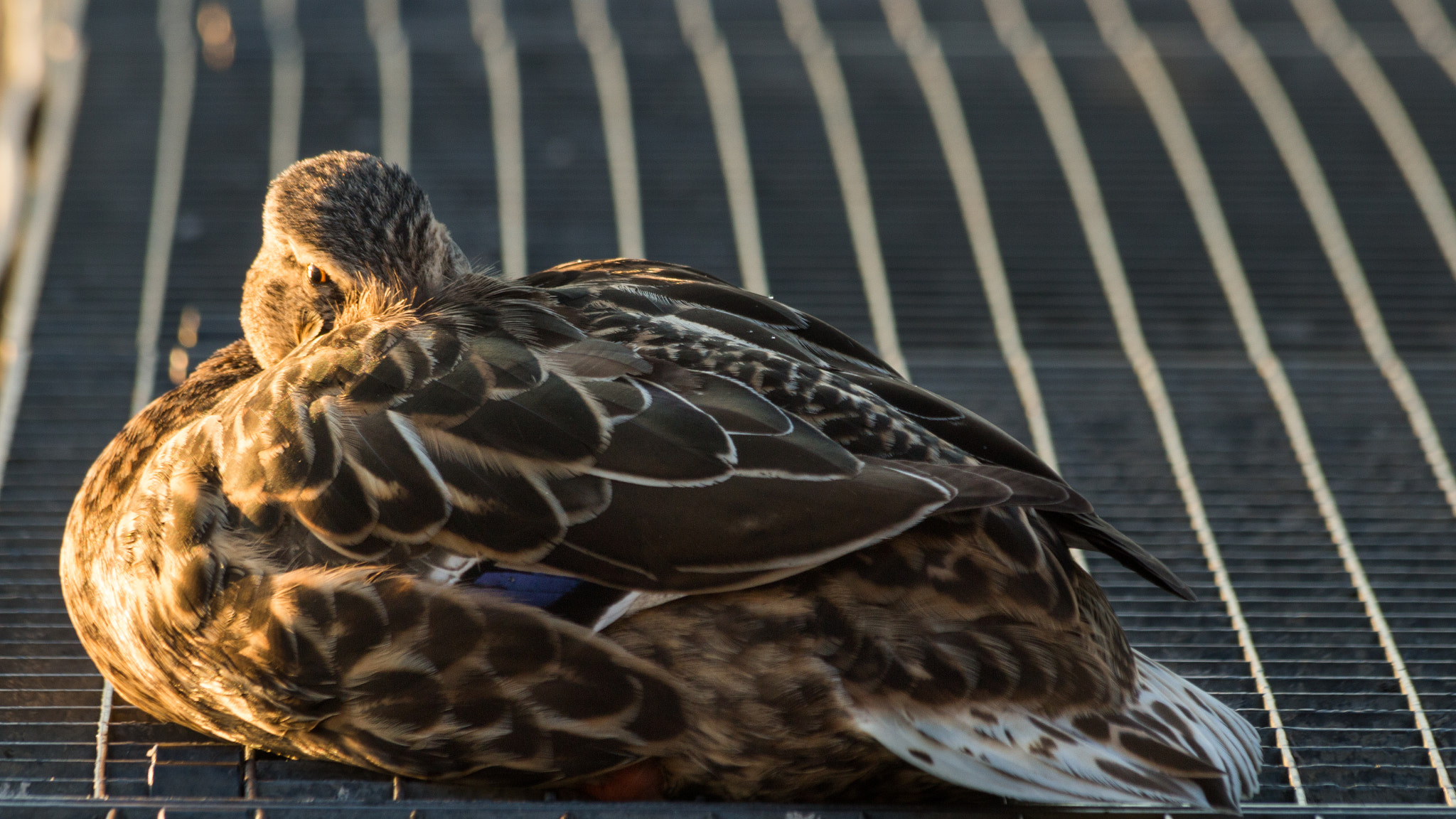 Canon EF 70-300mm F4-5.6 IS USM sample photo. Mira photography