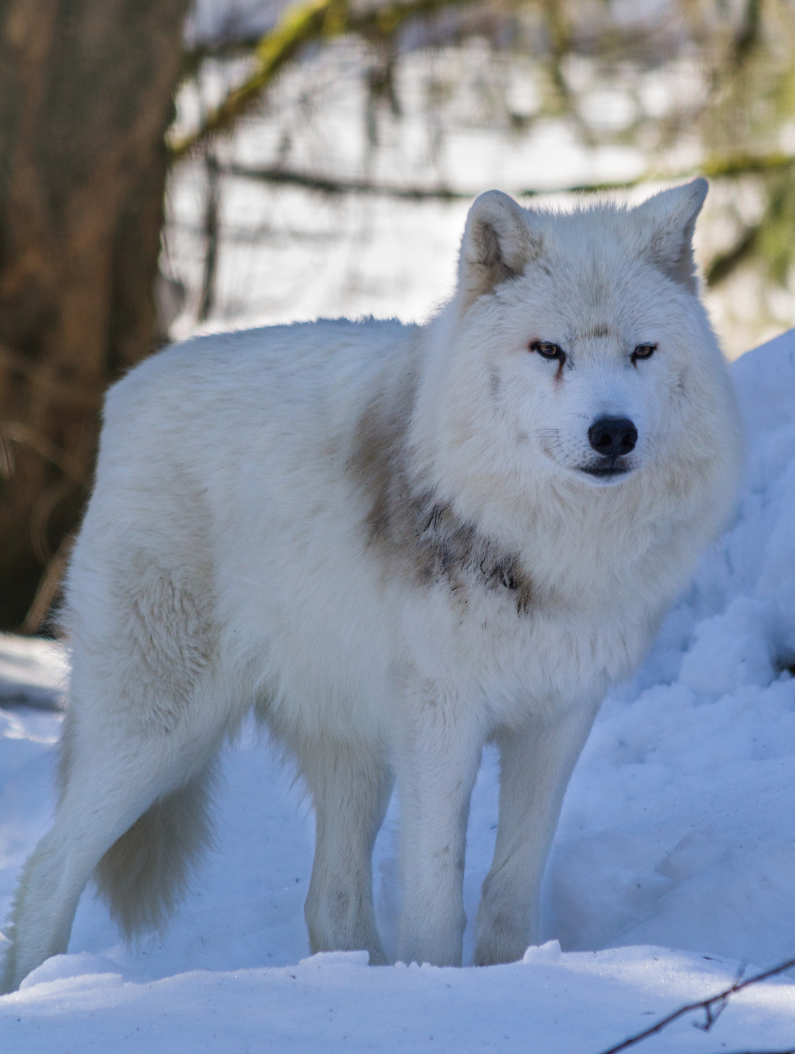 Canon EF 70-300mm F4-5.6 IS USM sample photo. Lobo blanco photography