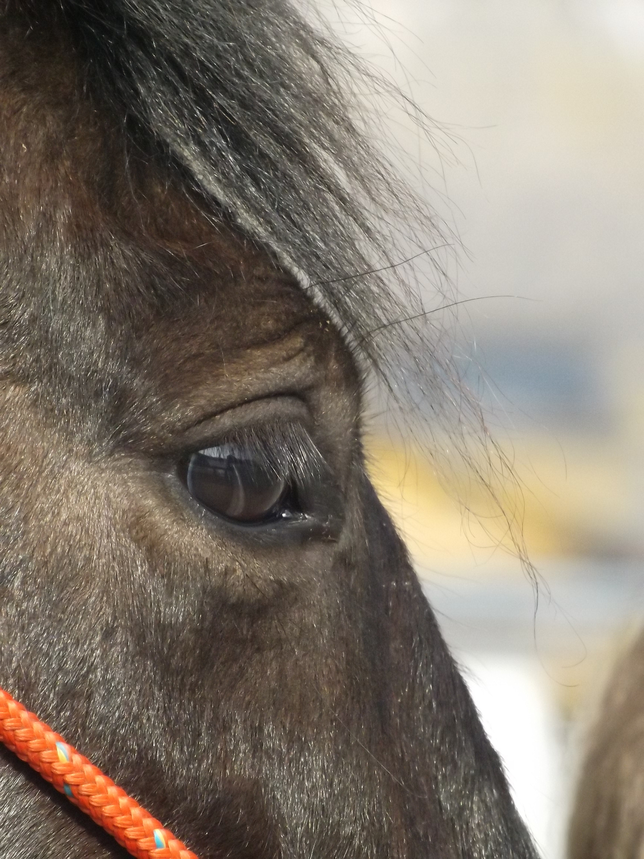 Fujifilm FinePix SL280 sample photo. Horsey photography