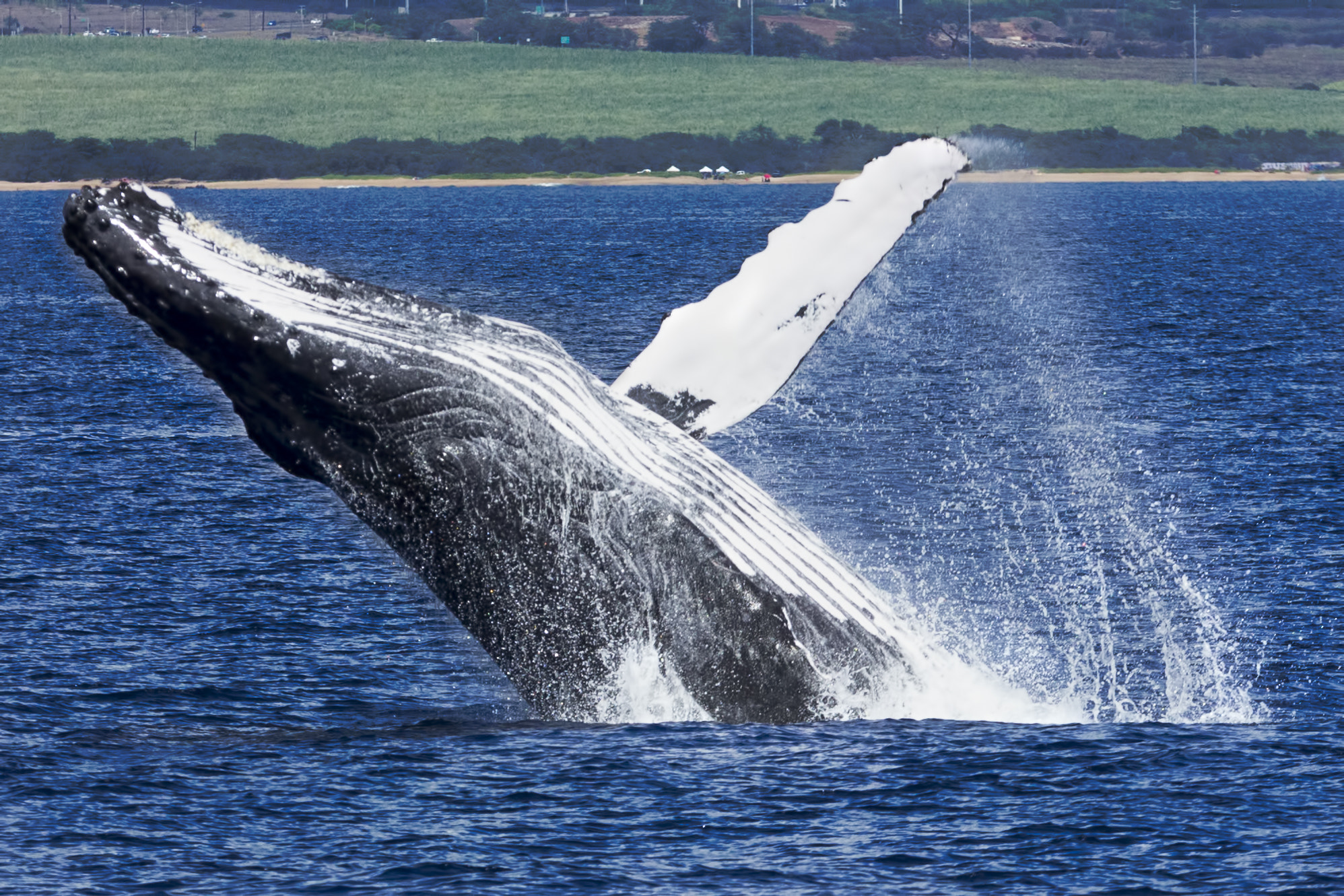 Canon EF 70-200mm F2.8L IS II USM sample photo. Humpback whale breach 01 photography