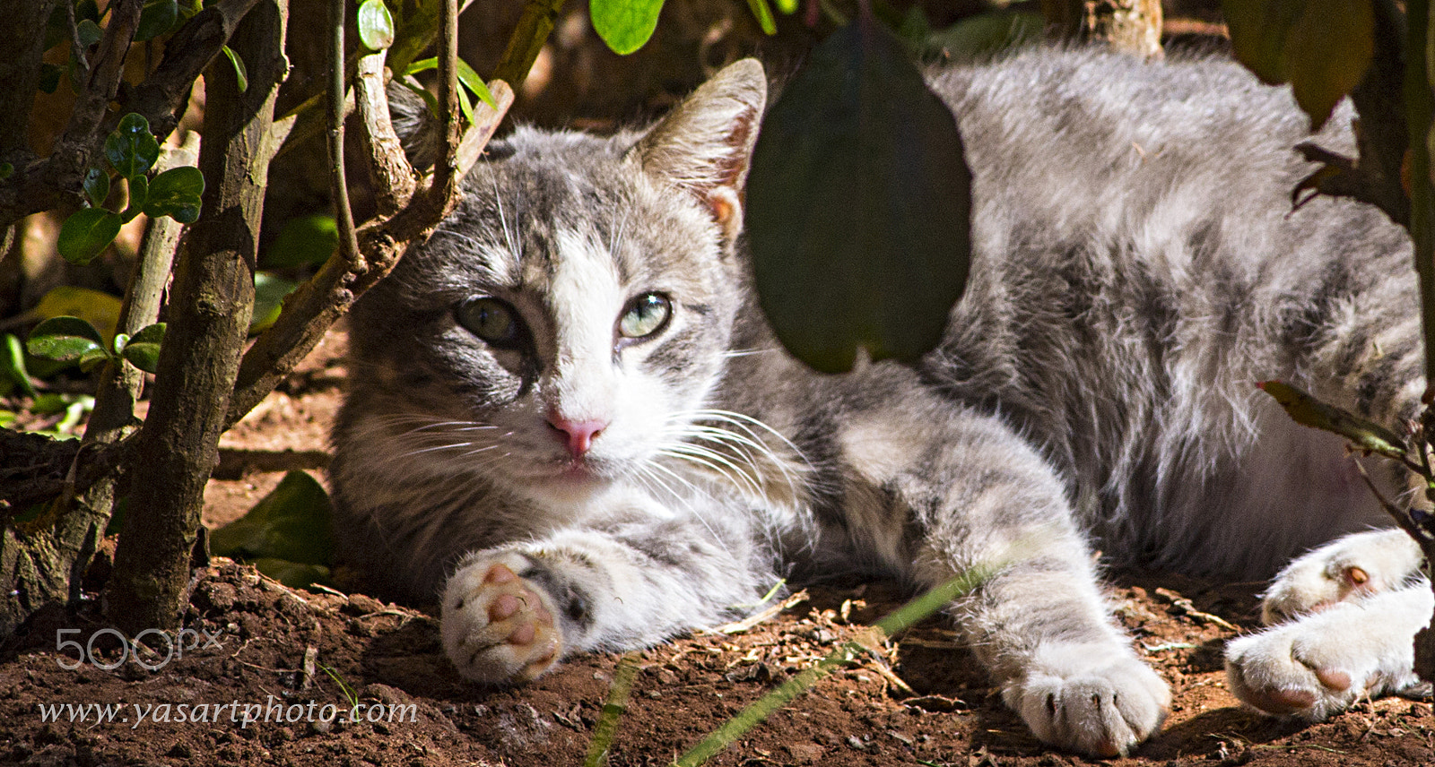 Nikon D3100 + AF Nikkor 70-210mm f/4-5.6 sample photo. Cat relaxing photography