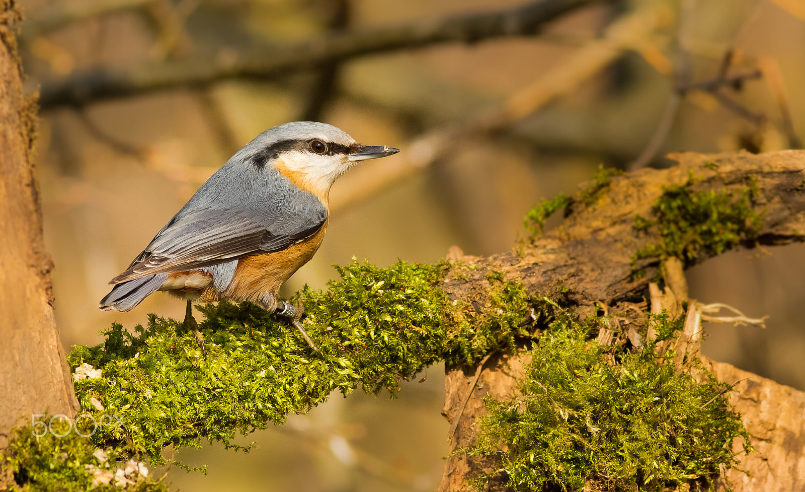 Canon EOS 760D (EOS Rebel T6s / EOS 8000D) + Canon EF 200mm F2.8L II USM sample photo. Brhlík lesní photography