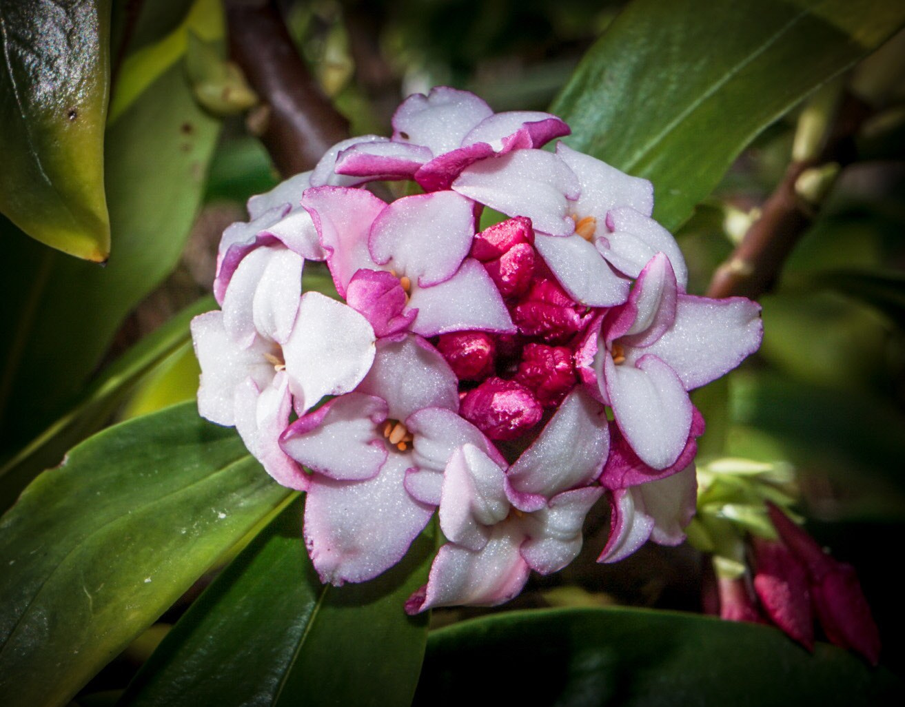 Sony a6000 + Sony Vario Tessar T* FE 24-70mm F4 ZA OSS sample photo. Flowers of spring! photography