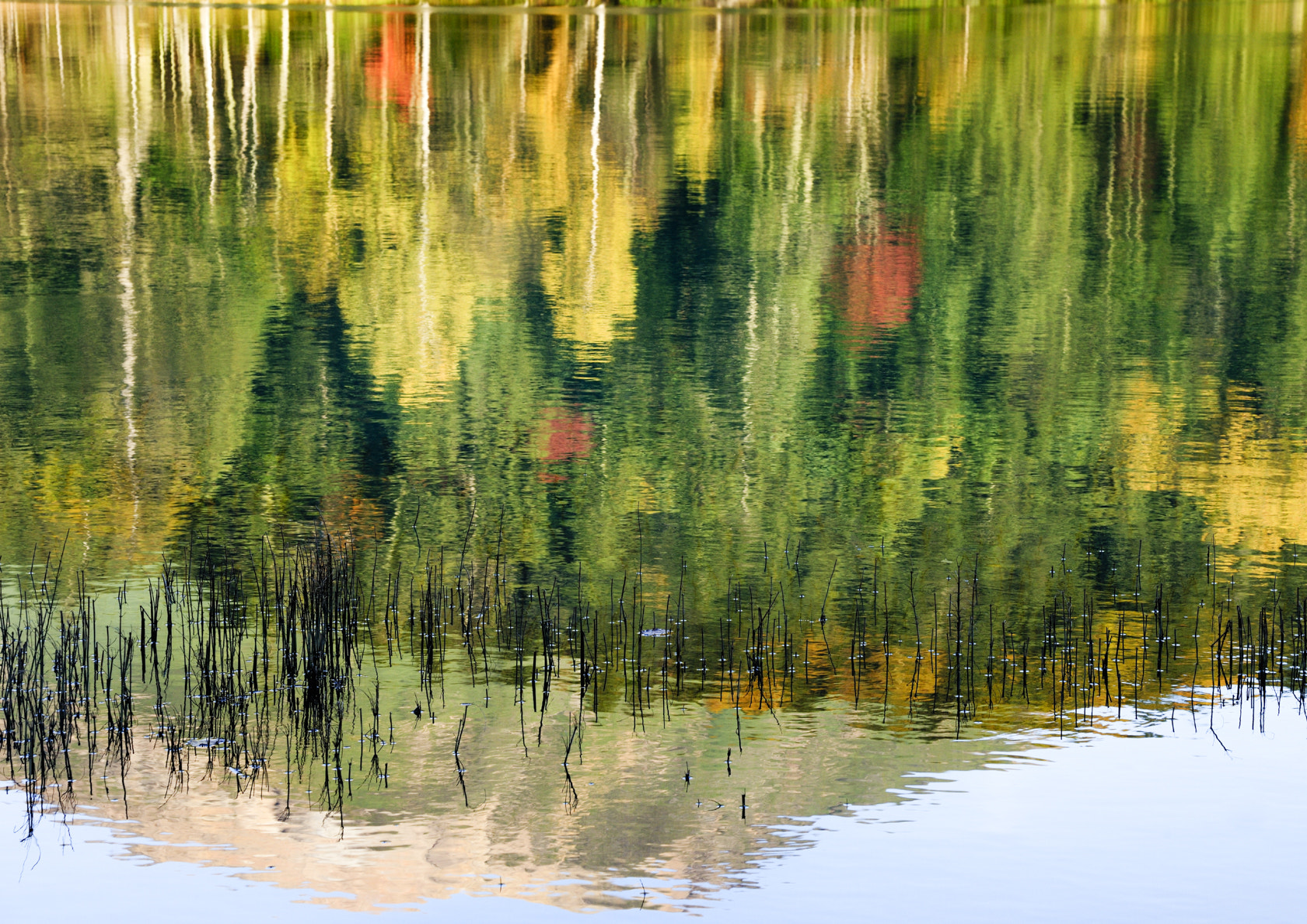 Nikon D3X sample photo. Autumn leaves of the lake surface photography