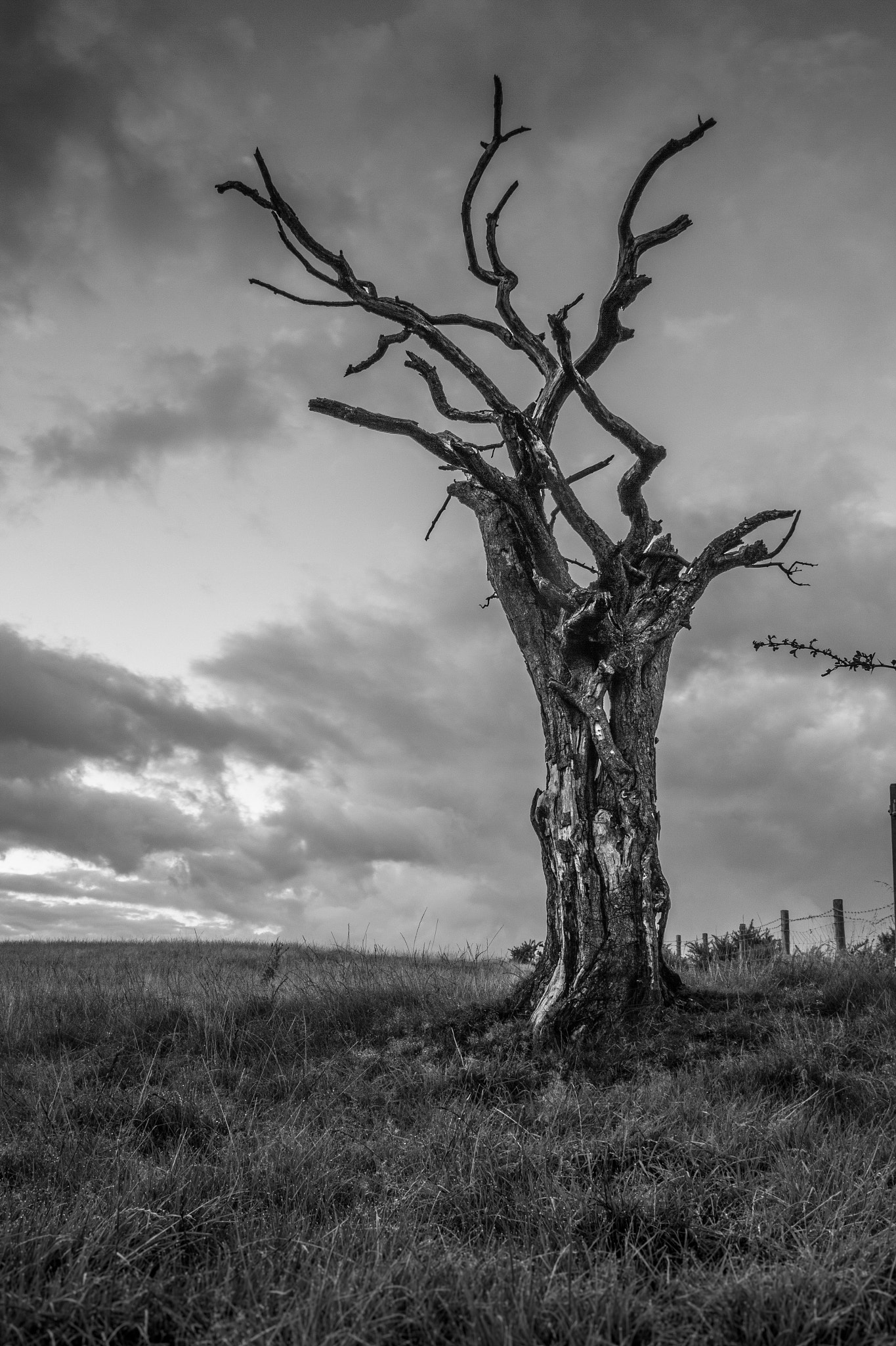 Tamron AF 19-35mm f/3.5-4.5 sample photo. Lonely tree photography