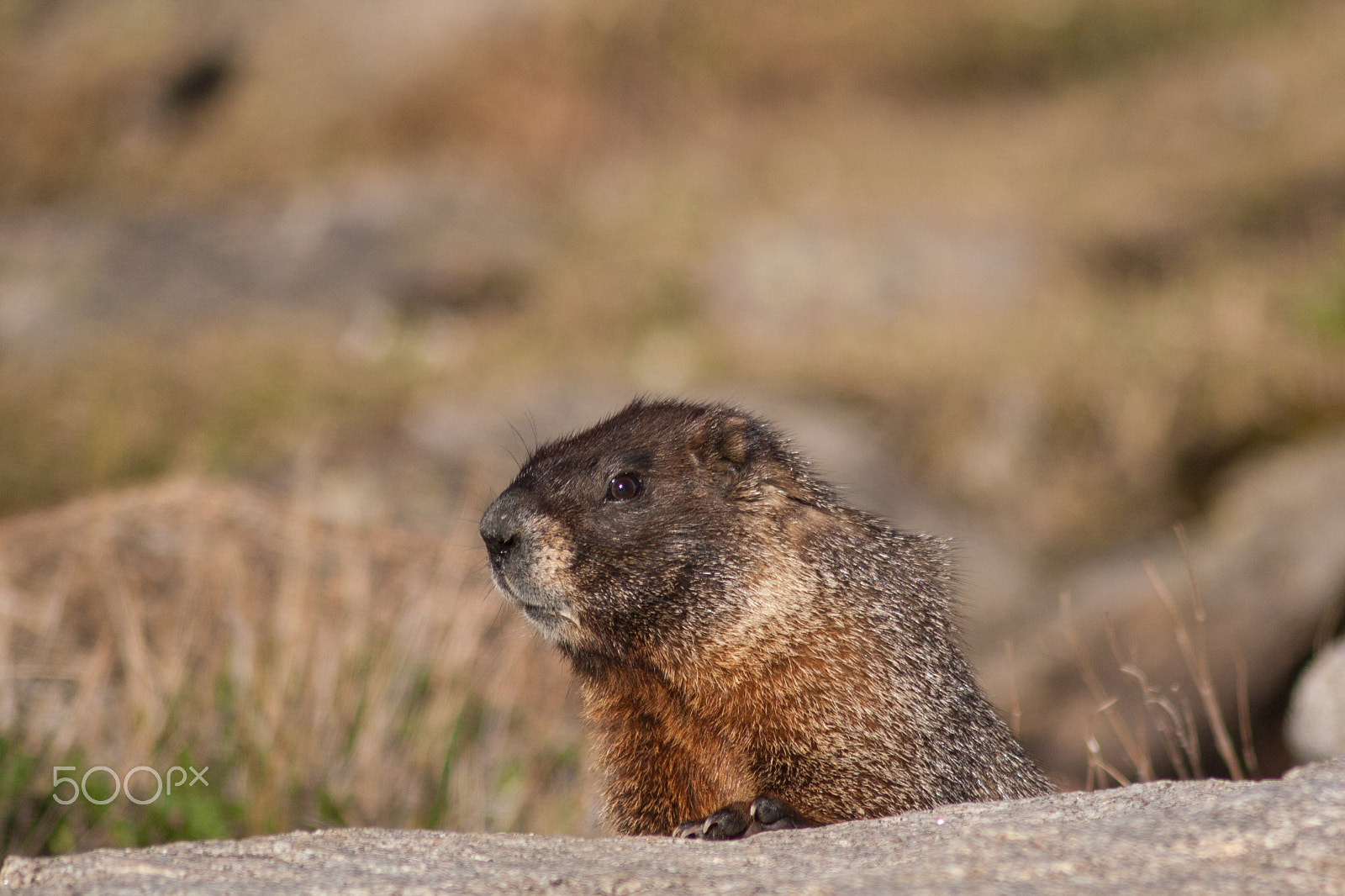 Canon EOS 30D + Canon EF 75-300mm F4.0-5.6 IS USM sample photo. Yellow-bellied marmot photography