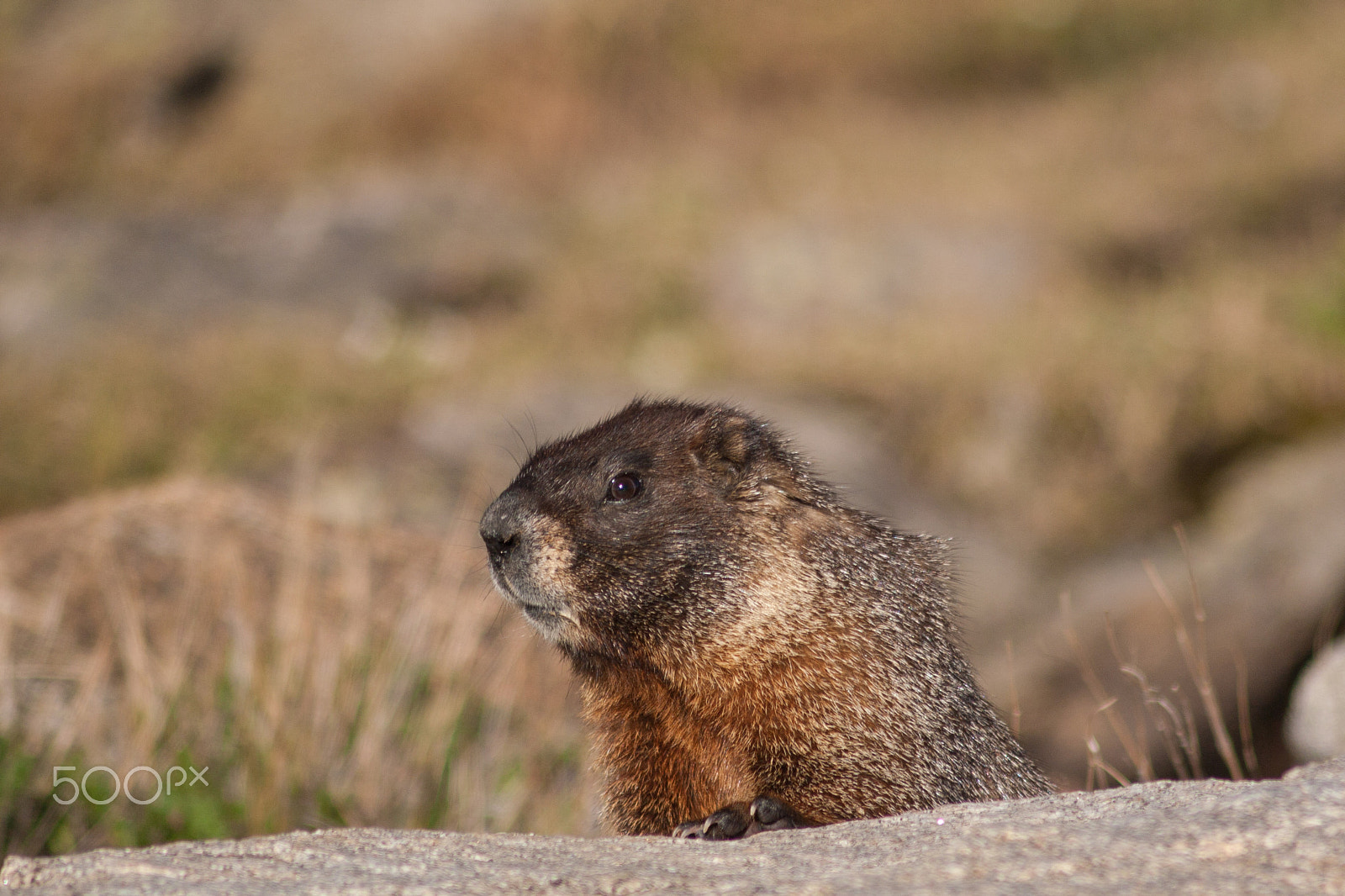 Canon EF 75-300mm F4.0-5.6 IS USM sample photo. Yellow-bellied marmot photography