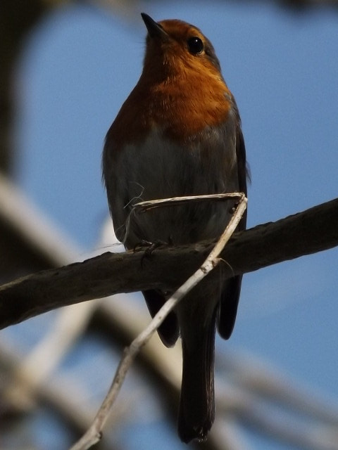 Fujifilm FinePix SL280 sample photo. The robin photography