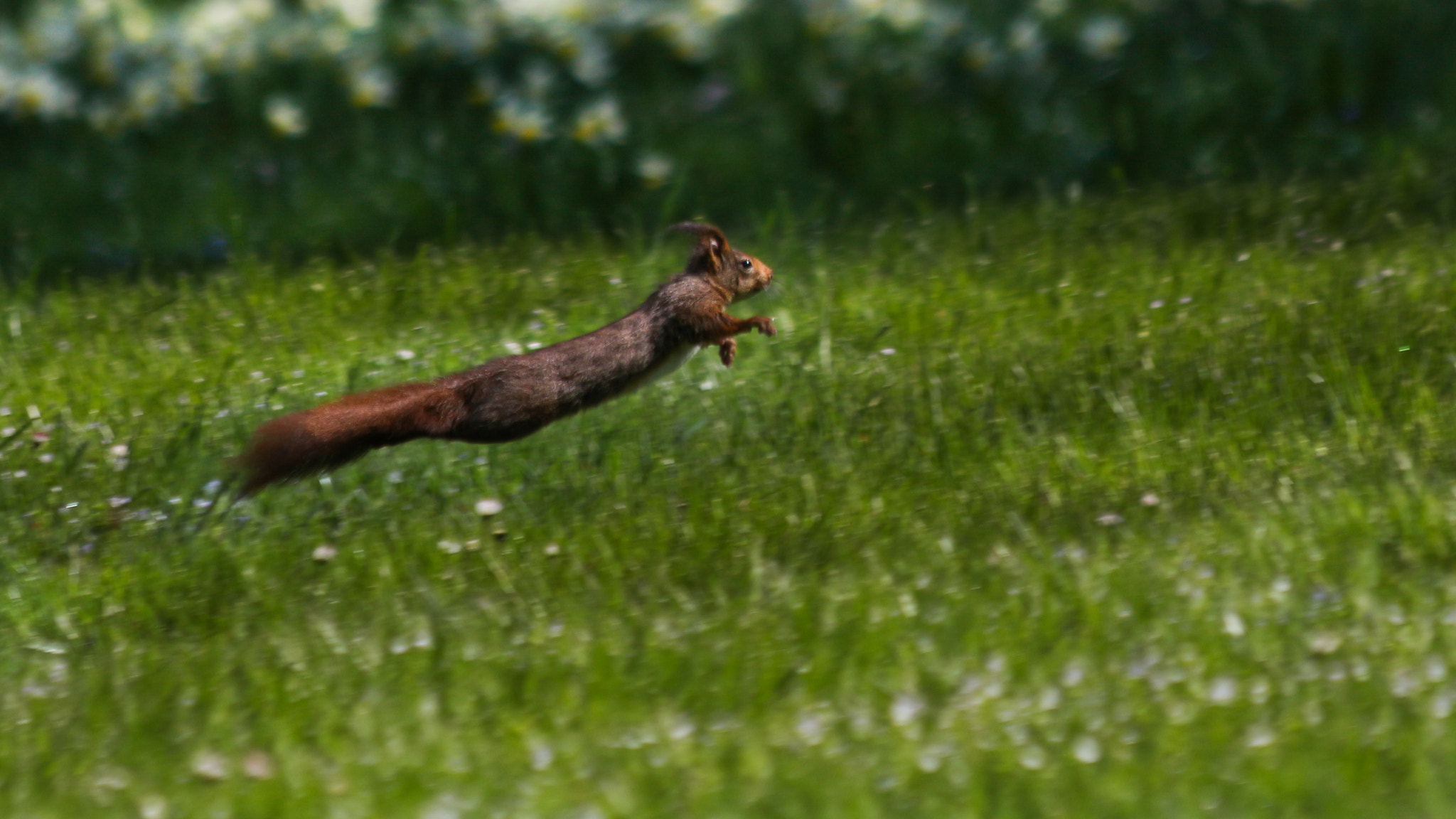 Canon EF 70-300mm F4-5.6 IS USM sample photo. Hop !! photography