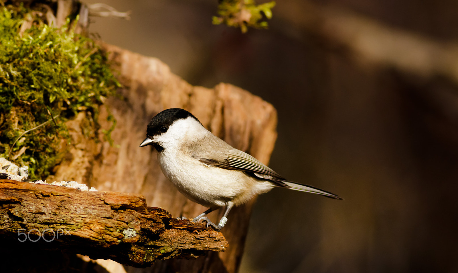 Canon EOS 760D (EOS Rebel T6s / EOS 8000D) + Canon EF 400mm F5.6L USM sample photo. Sýkorka babka photography