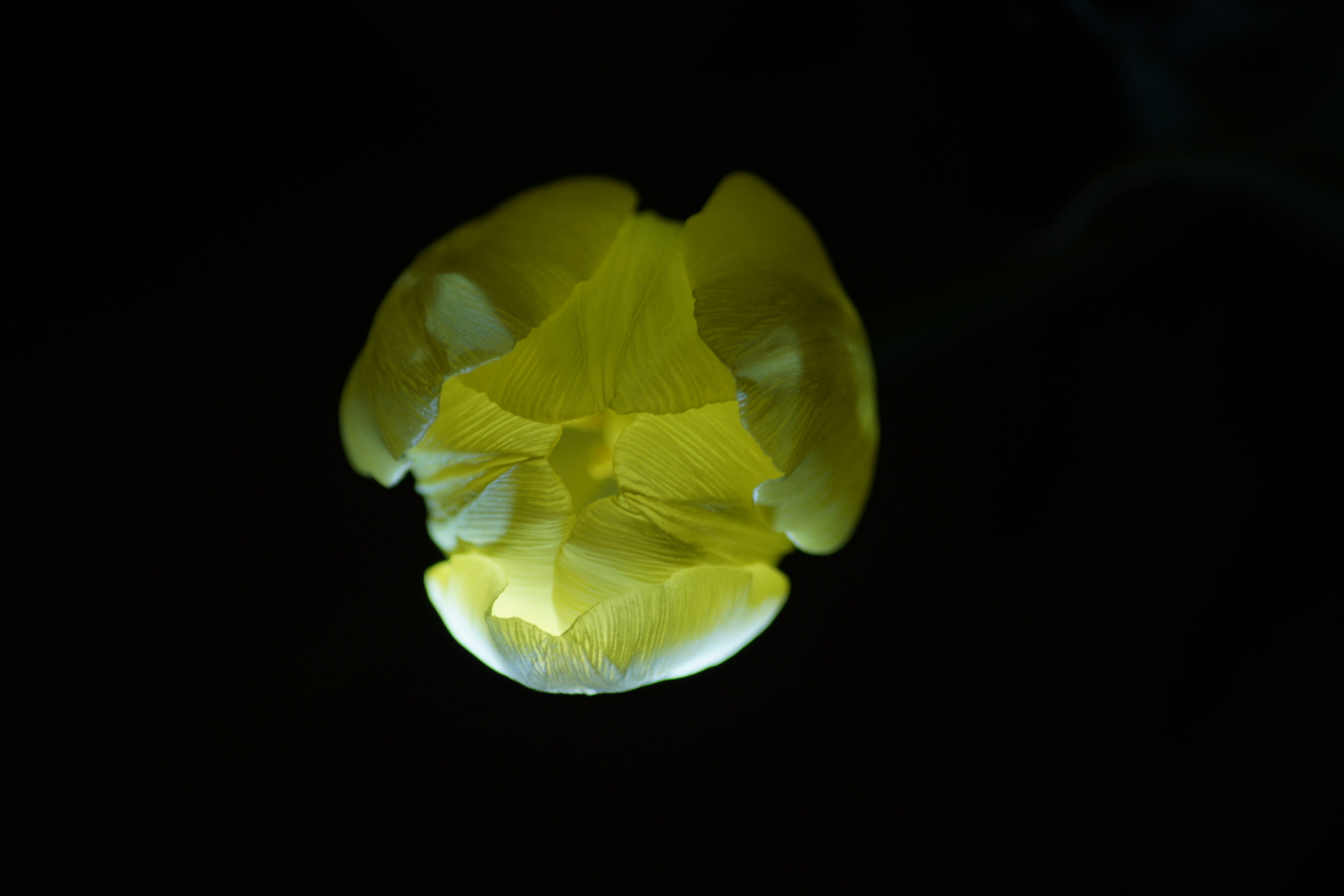 Sony Alpha DSLR-A500 sample photo. Yellow tulip in the dark photography