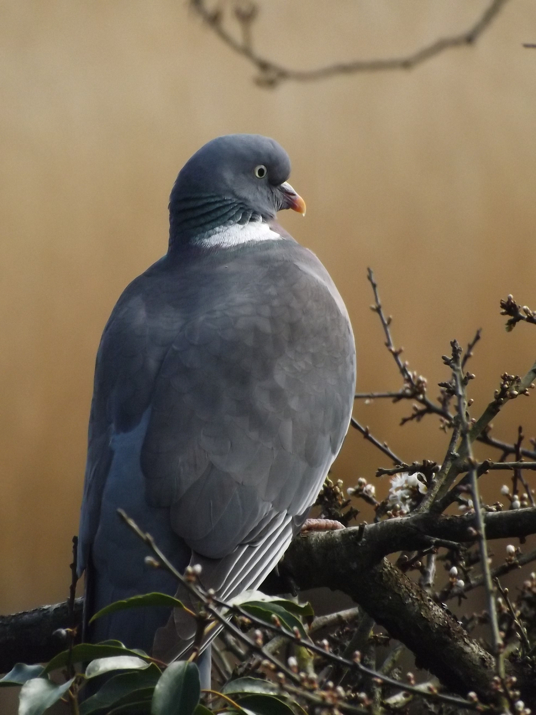 Fujifilm FinePix SL280 sample photo. Pigeon photography