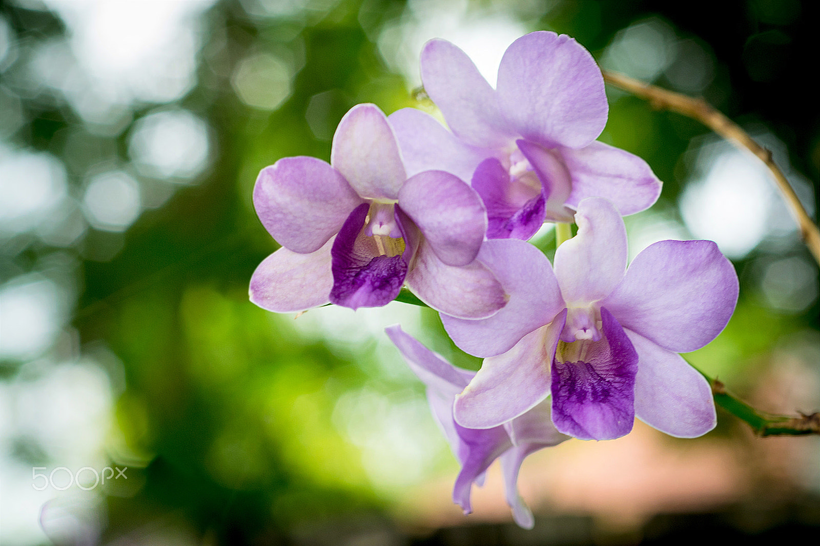 Nikon D5300 + Nikon AF Micro-Nikkor 60mm F2.8D sample photo. Violet orchid photography