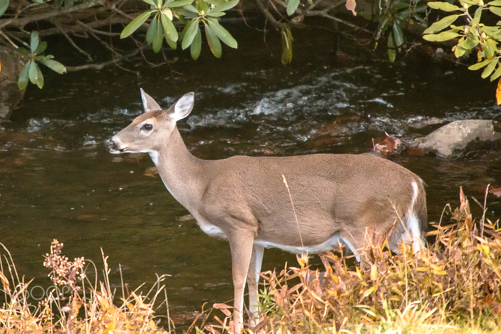 Canon EOS 70D + Sigma 50-500mm f/4-6.3 APO HSM EX sample photo. Deer at creek on the blue ridge parkway photography