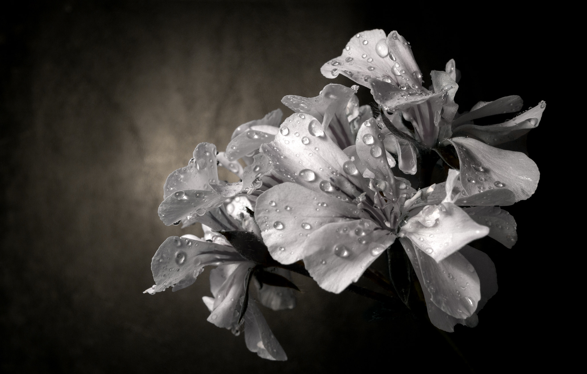 Panasonic Lumix DMC-G7 + LUMIX G 25/F1.7 sample photo. Flowers photography