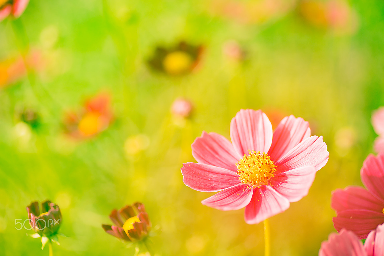 Nikon Df sample photo. Cute cosmos photography