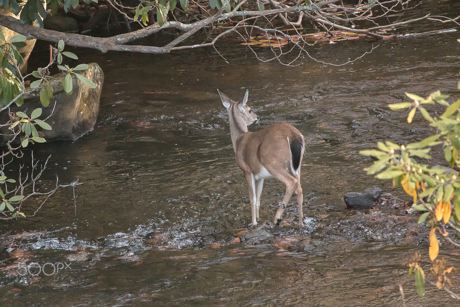 Canon EOS 70D + Sigma 50-500mm f/4-6.3 APO HSM EX sample photo. Deer fawn crossing creek blue ridge parkway photography