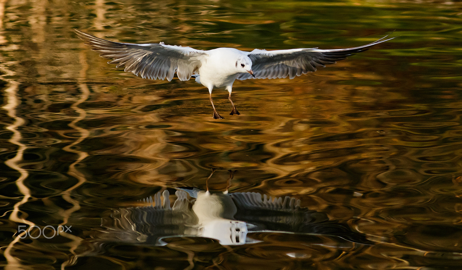 Canon EOS 760D (EOS Rebel T6s / EOS 8000D) + Canon EF 200mm F2.8L II USM sample photo. Racek-zrcadlení photography