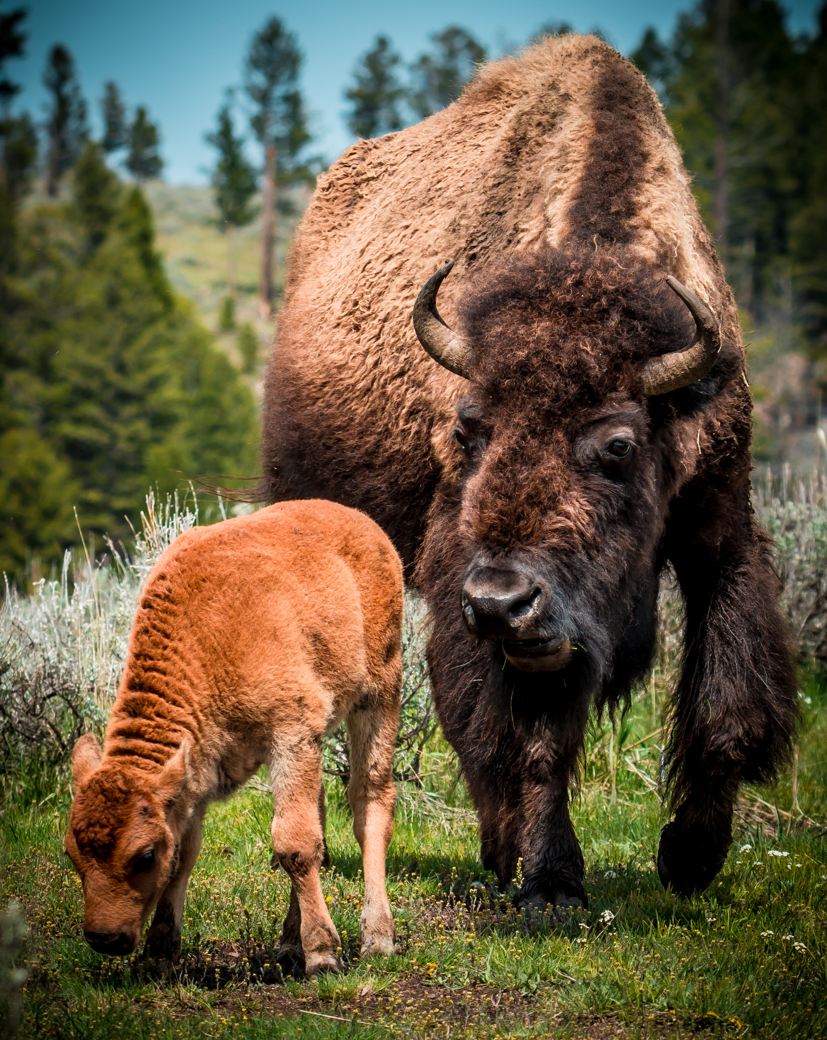 Nikon D800E + Tamron SP 150-600mm F5-6.3 Di VC USD sample photo. Bison calf with mother photography