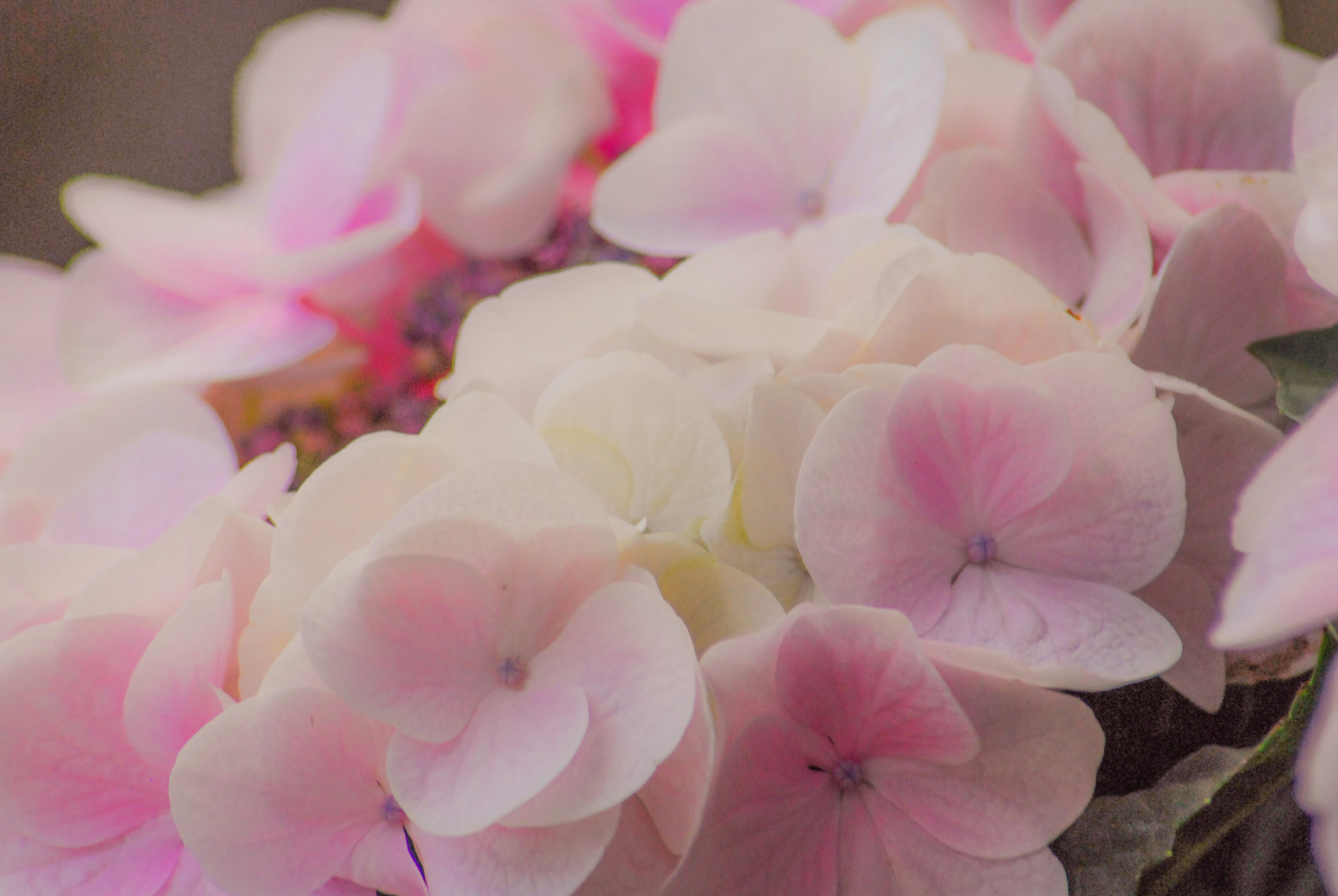 Nikon D60 sample photo. Rosa maria photography