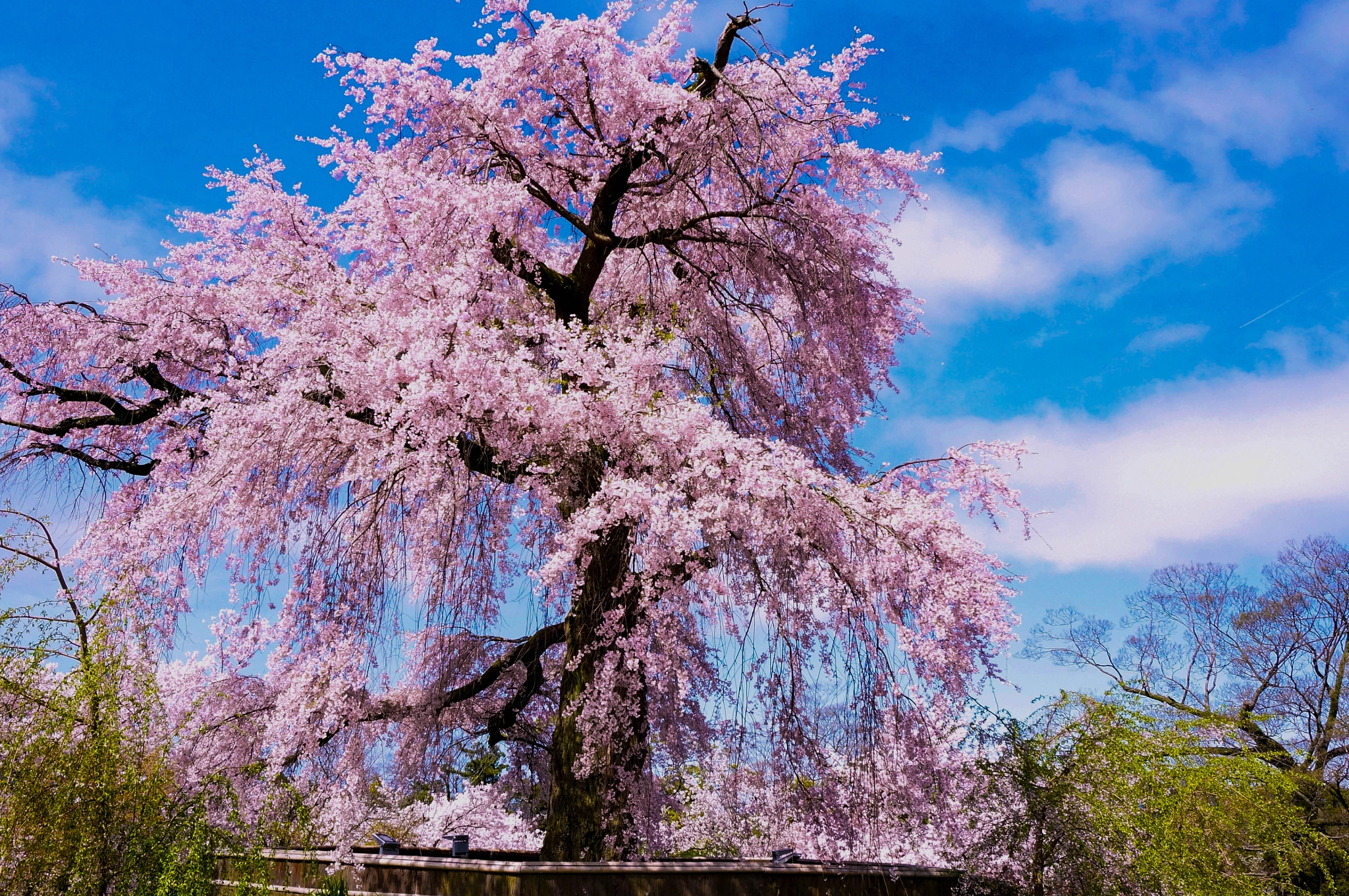 Sony Alpha NEX-5R + Sony E 18-50mm F4-5.6 sample photo. 去年のさくら photography