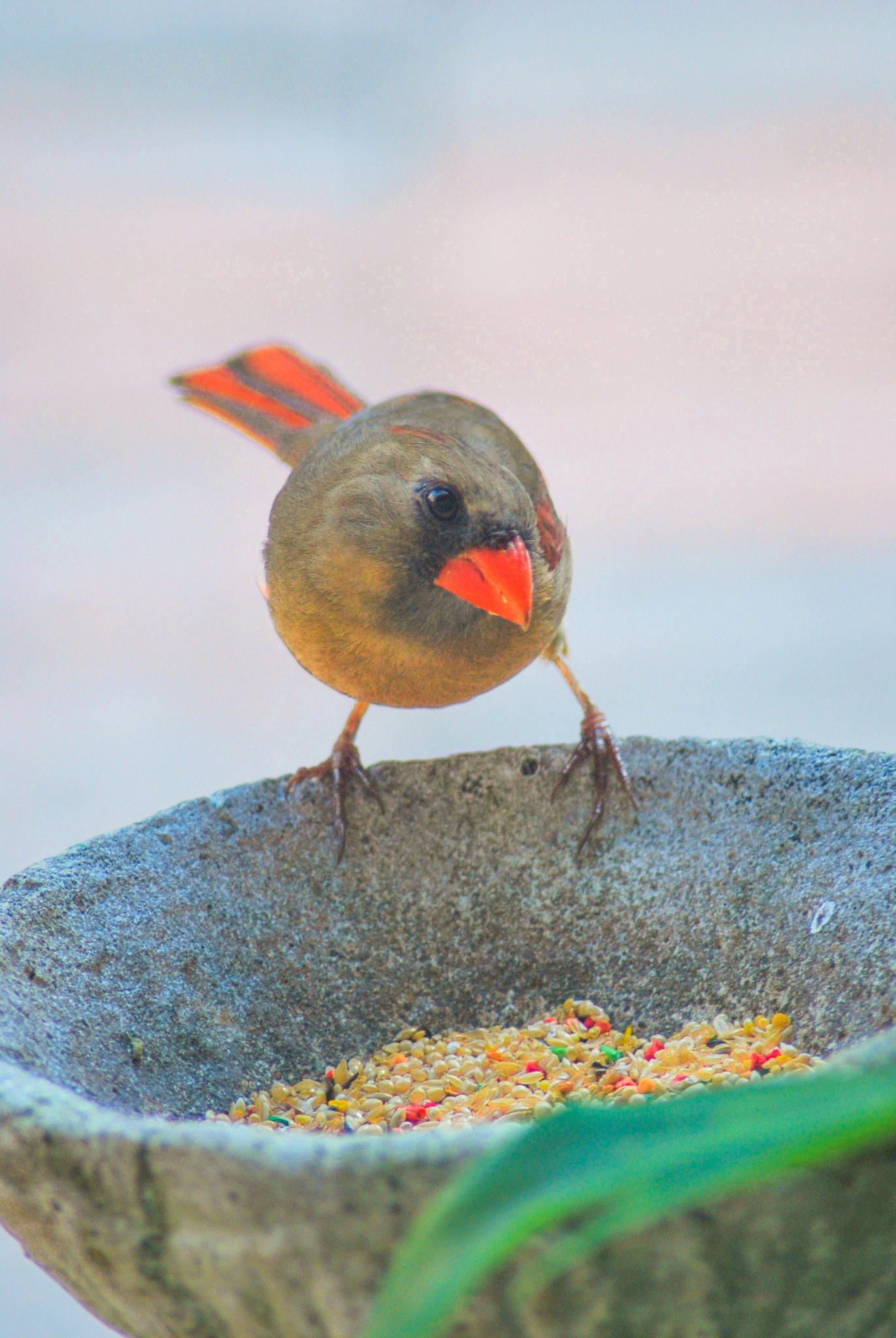 Nikon D60 sample photo. Lady bird photography