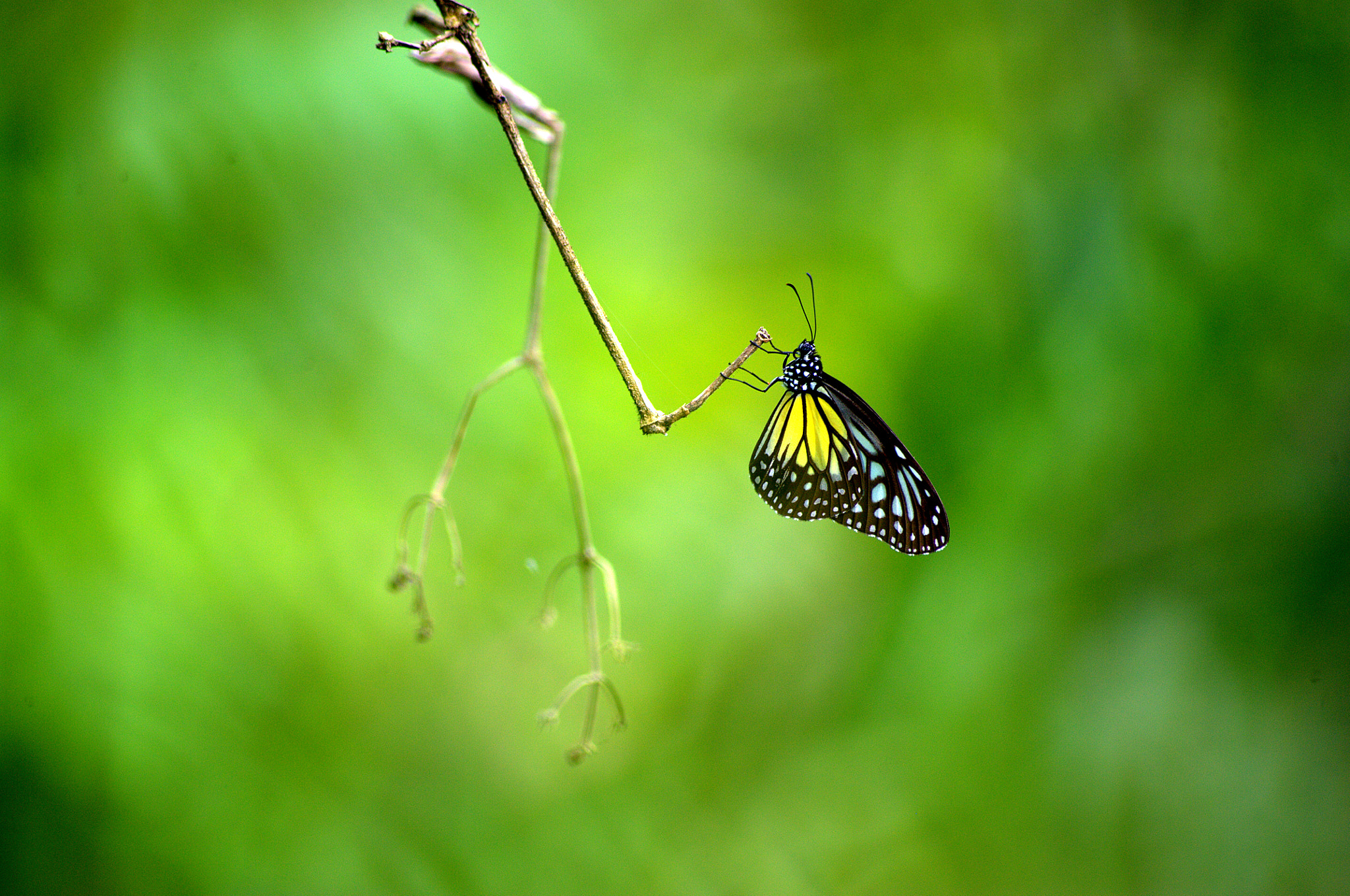 Sigma 70-300mm F4-5.6 APO DG Macro sample photo. Hanging photography