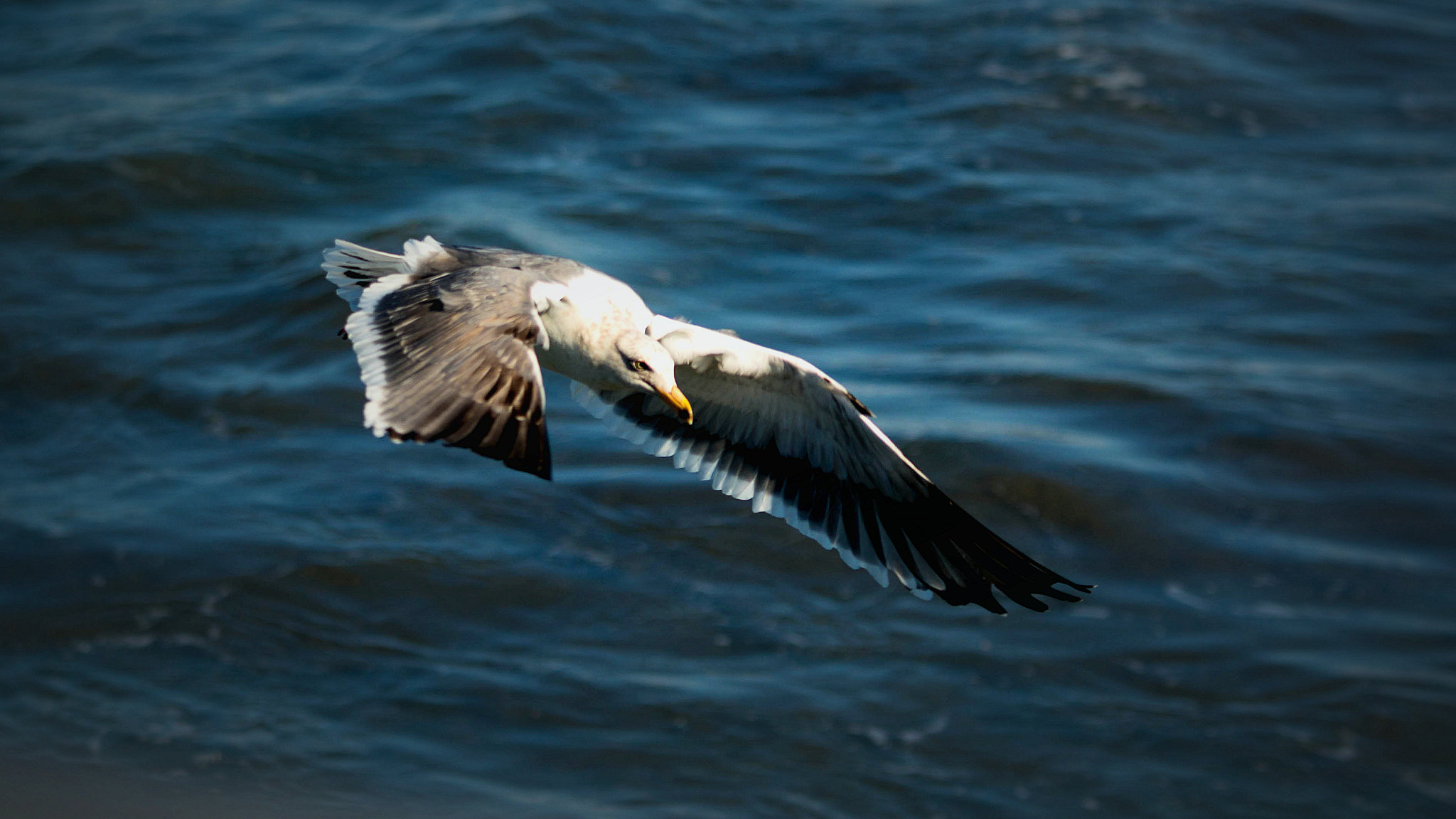 Sigma 70-200mm F2.8 EX DG OS HSM sample photo. Seagull photography
