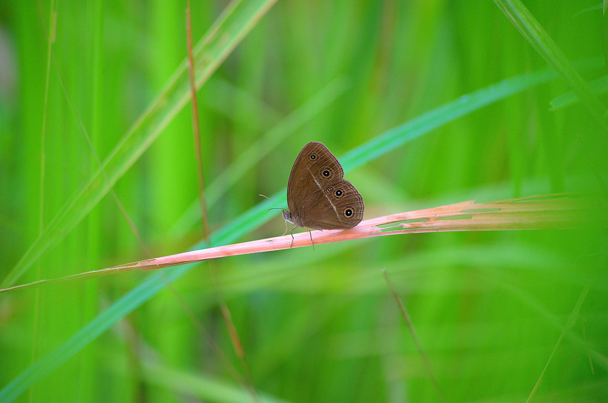 Sigma 70-300mm F4-5.6 APO DG Macro sample photo. Butterfly photography