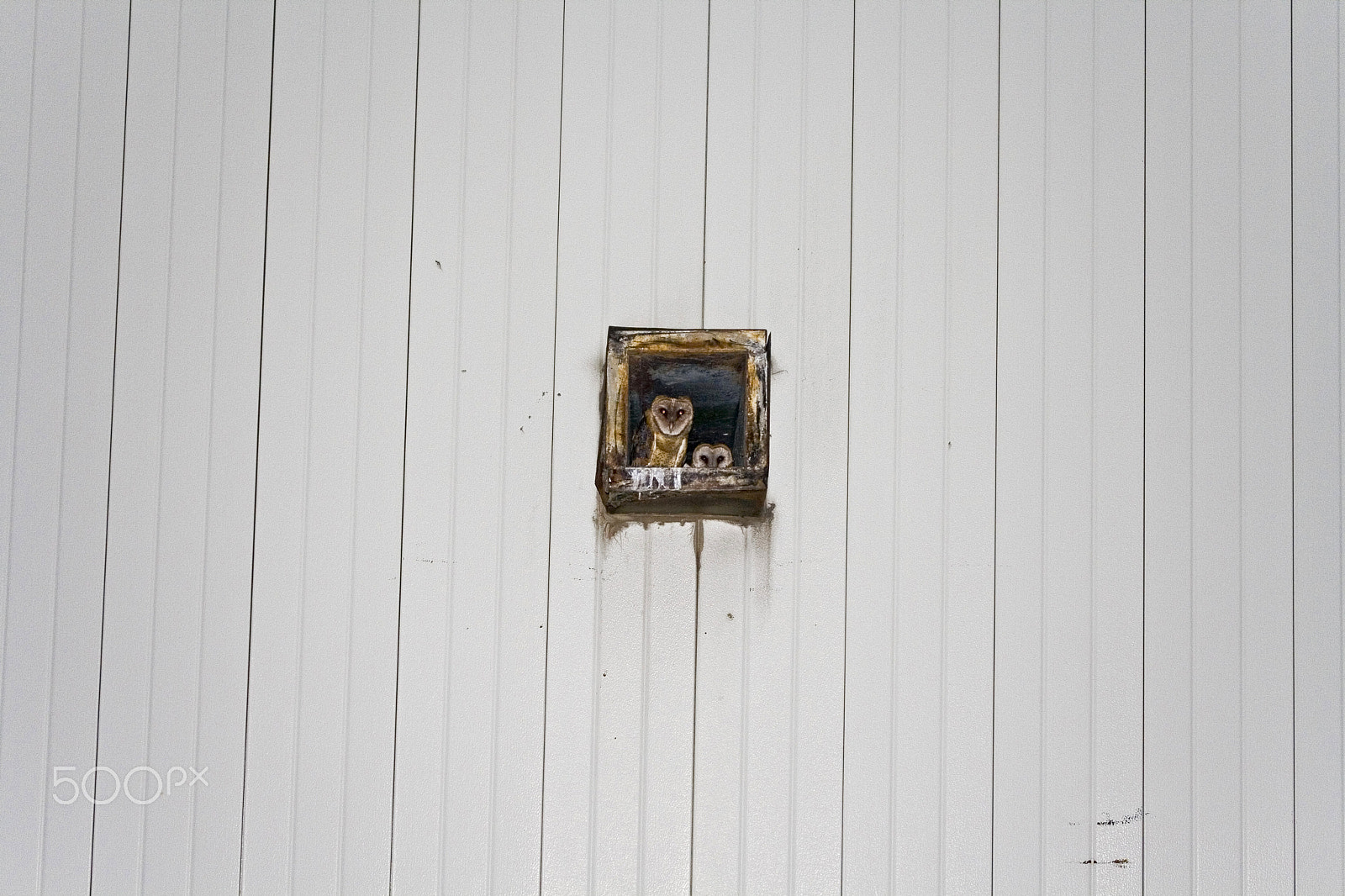 Canon EOS 400D (EOS Digital Rebel XTi / EOS Kiss Digital X) sample photo. Owls photography