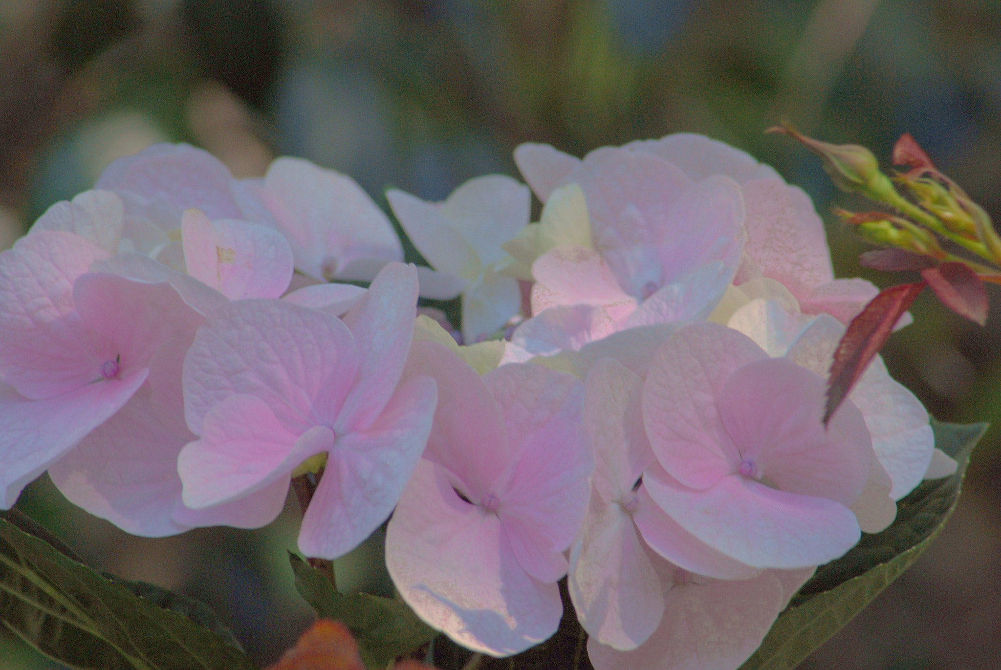 Nikon D60 sample photo. Cecilia photography