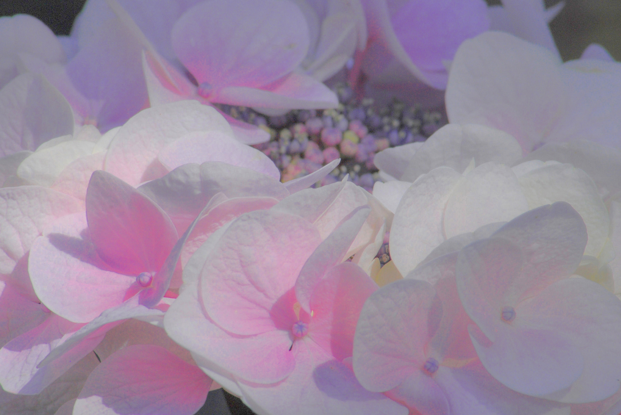 Nikon D60 sample photo. Maria photography