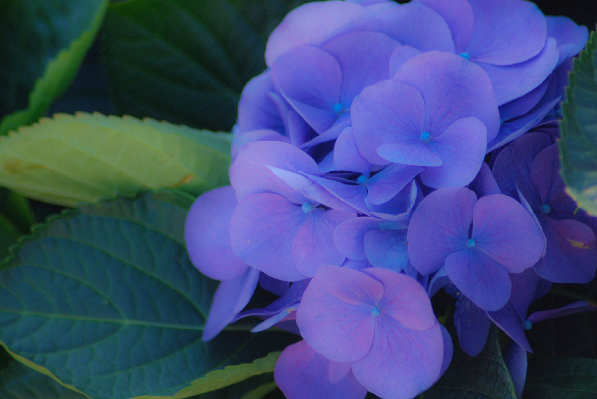 Nikon D60 sample photo. Nicolette photography