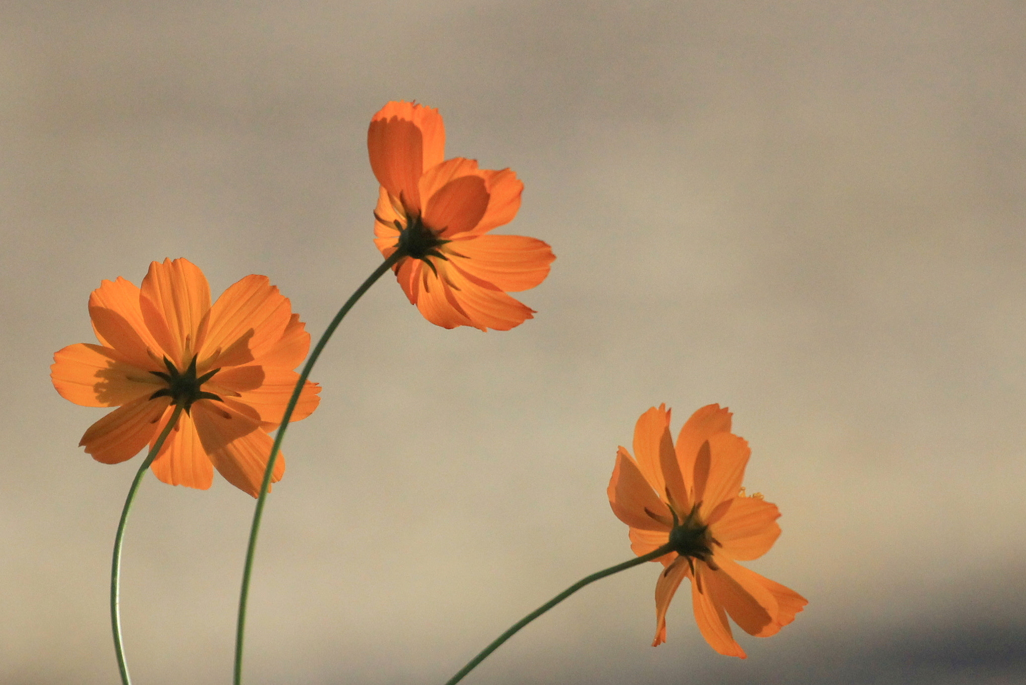 Canon EF 70-300mm F4-5.6L IS USM sample photo. Cosmos in the evening sunlight photography