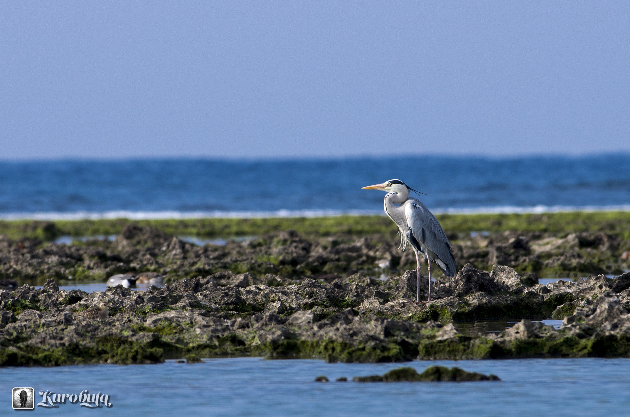 Pentax smc DA* 300mm F4.0 ED (IF) SDM sample photo. What are you looking at? photography