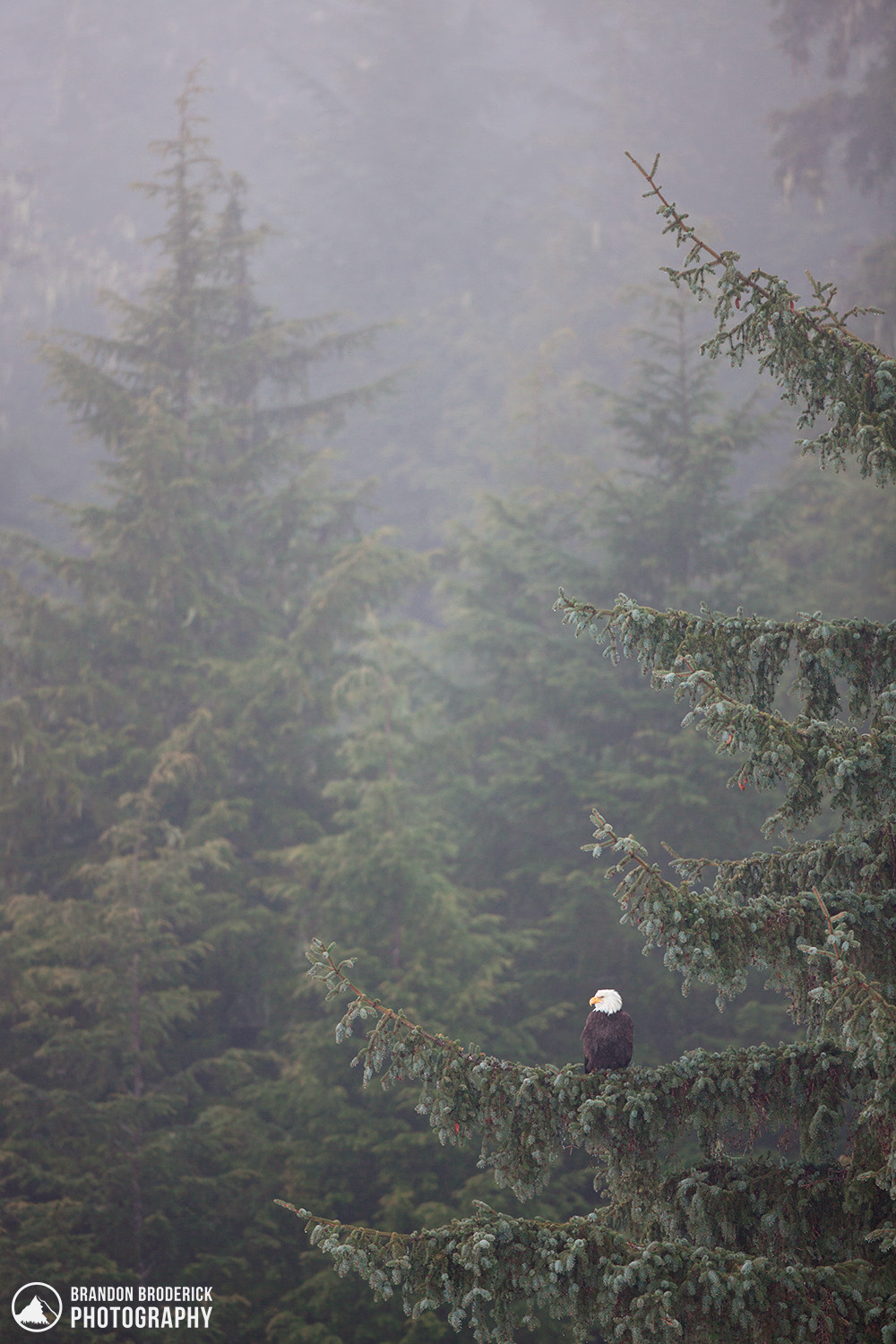 Canon EF 500mm F4L IS USM sample photo. Coastal eagle photography