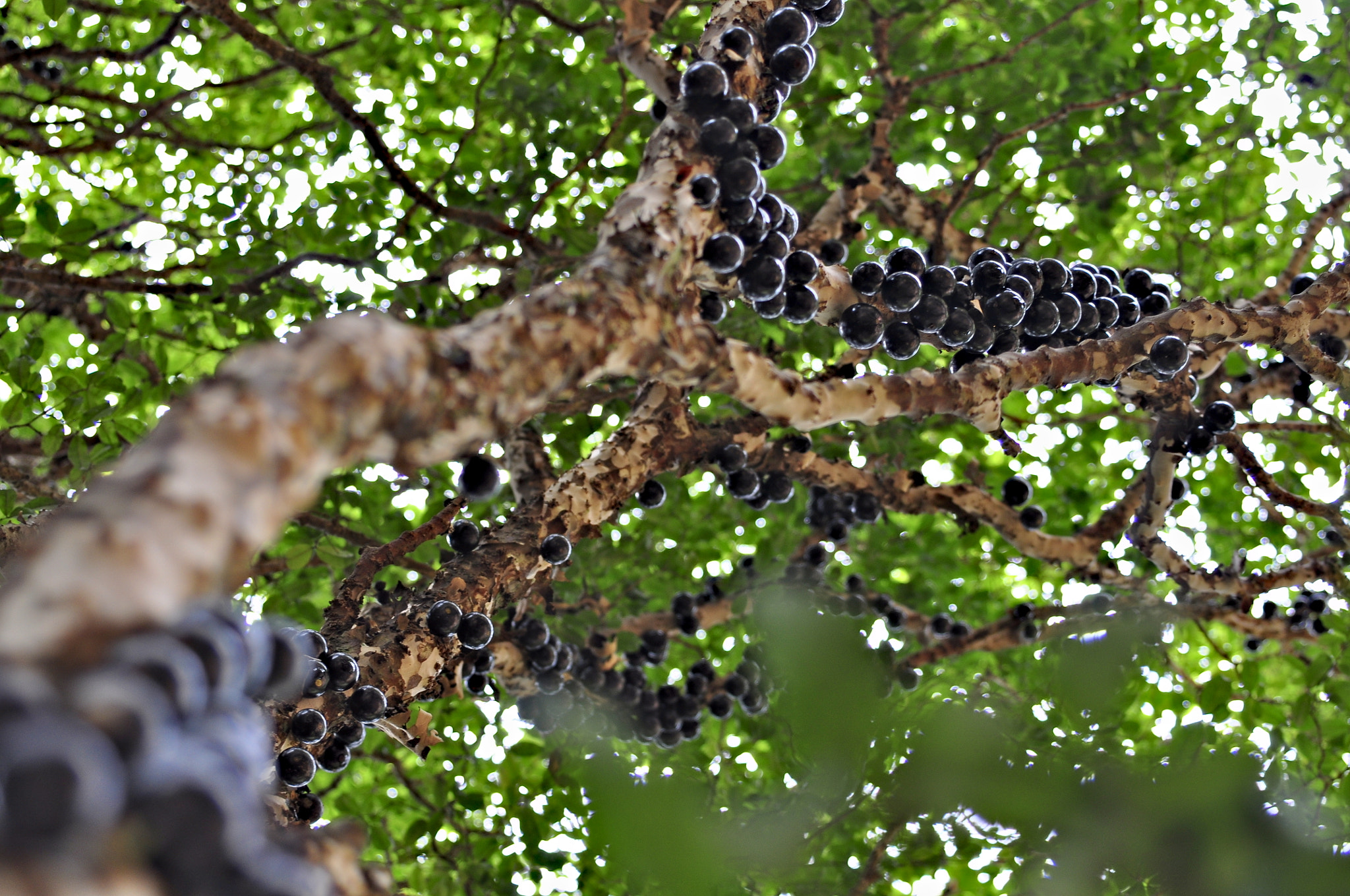 AF Zoom-Nikkor 35-80mm f/4-5.6D sample photo. Pé de jabuticaba photography