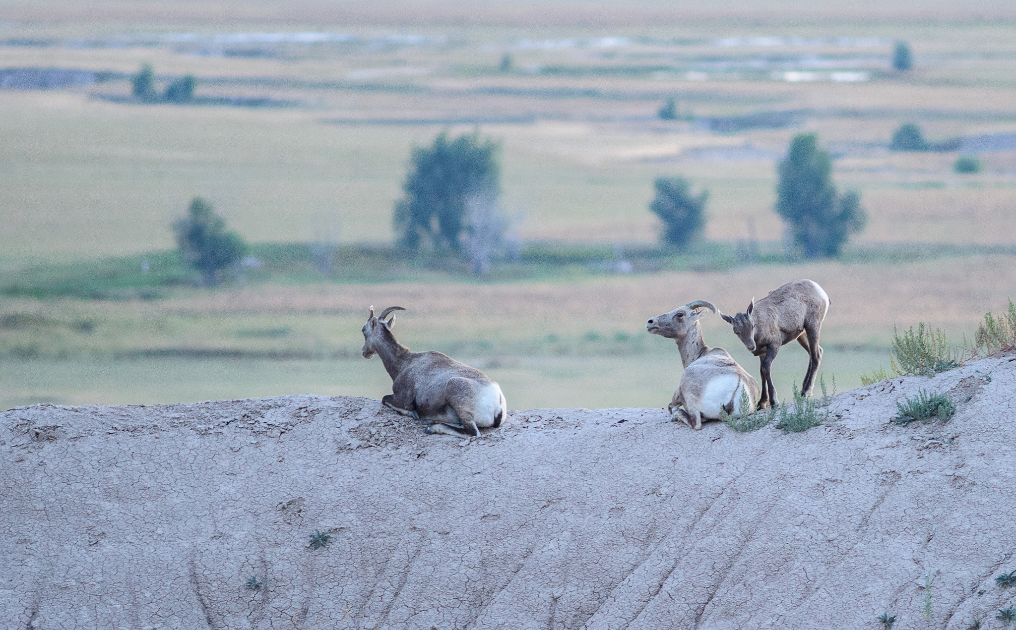 Nikon D800 + AF Nikkor 300mm f/4 IF-ED sample photo. Bighorn sheep photography