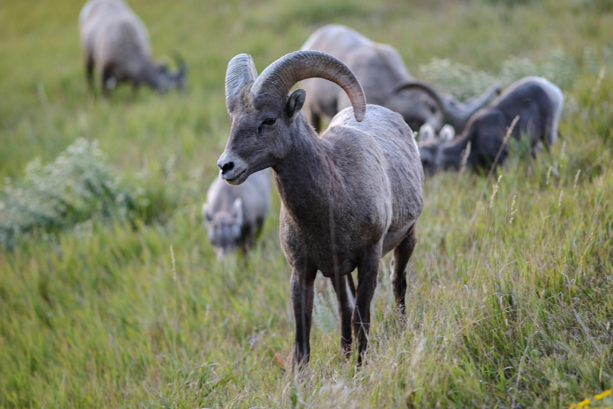 Nikon D800 + AF Nikkor 300mm f/4 IF-ED sample photo. Bighorn sheep photography