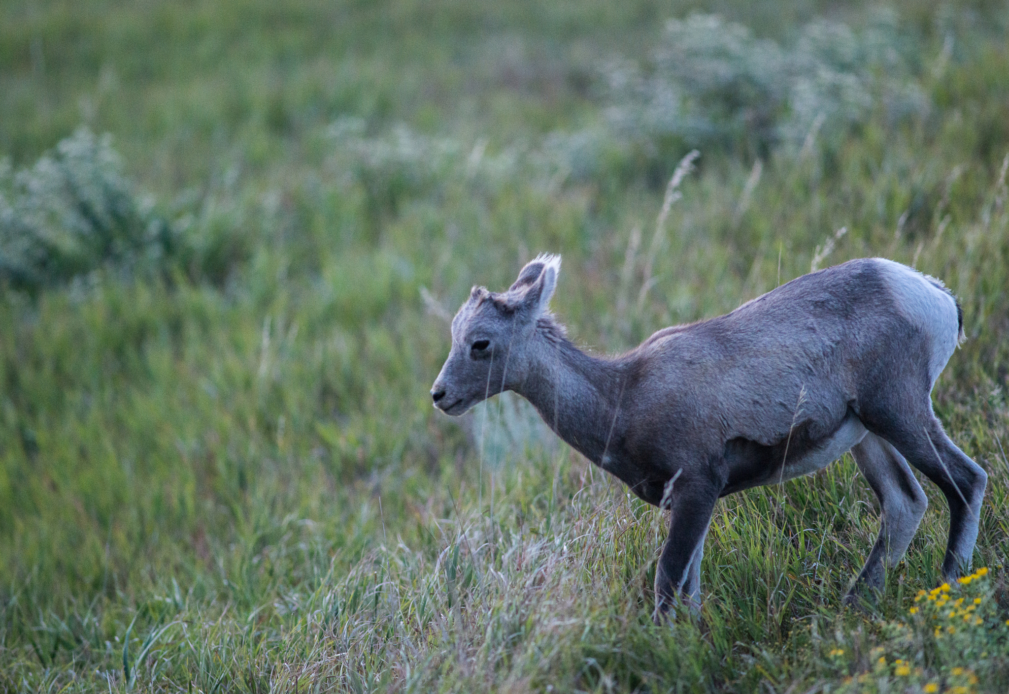 Nikon D800 + AF Nikkor 300mm f/4 IF-ED sample photo. Bighorn sheep photography