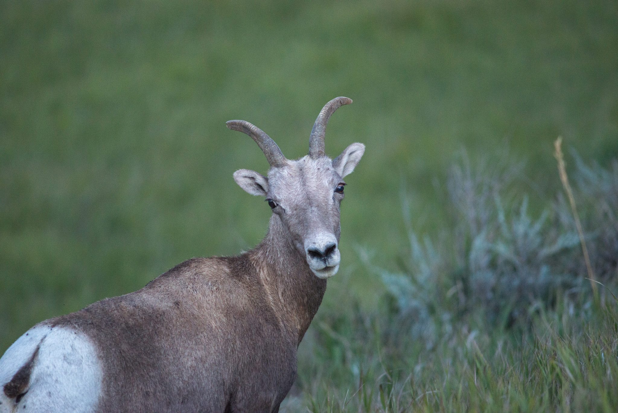 Nikon D800 + AF Nikkor 300mm f/4 IF-ED sample photo. Bighorn sheep photography