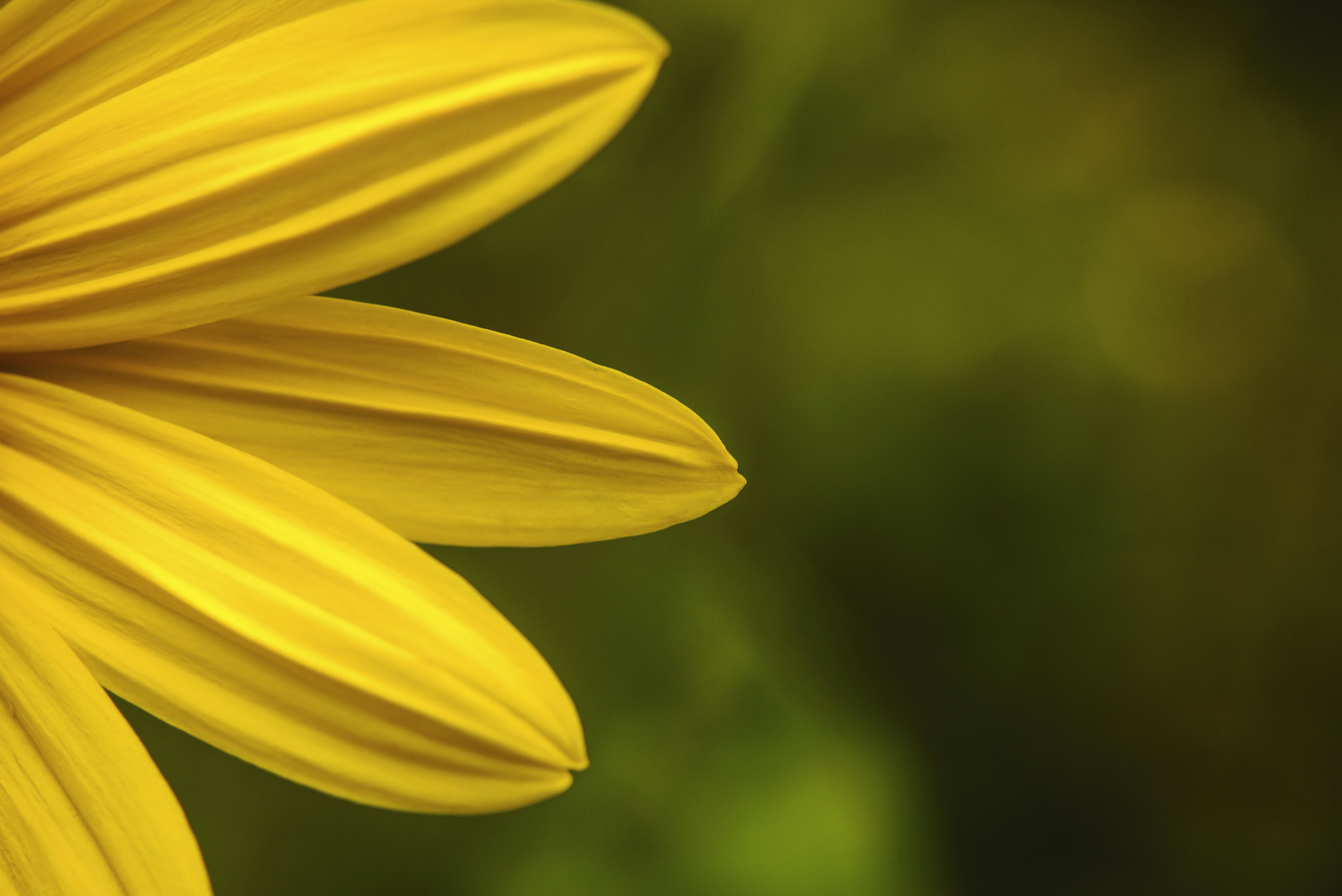 AF Zoom-Nikkor 28-80mm f/3.5-5.6D sample photo. Yellow petals - bokeh, knob noster state park, mo photography