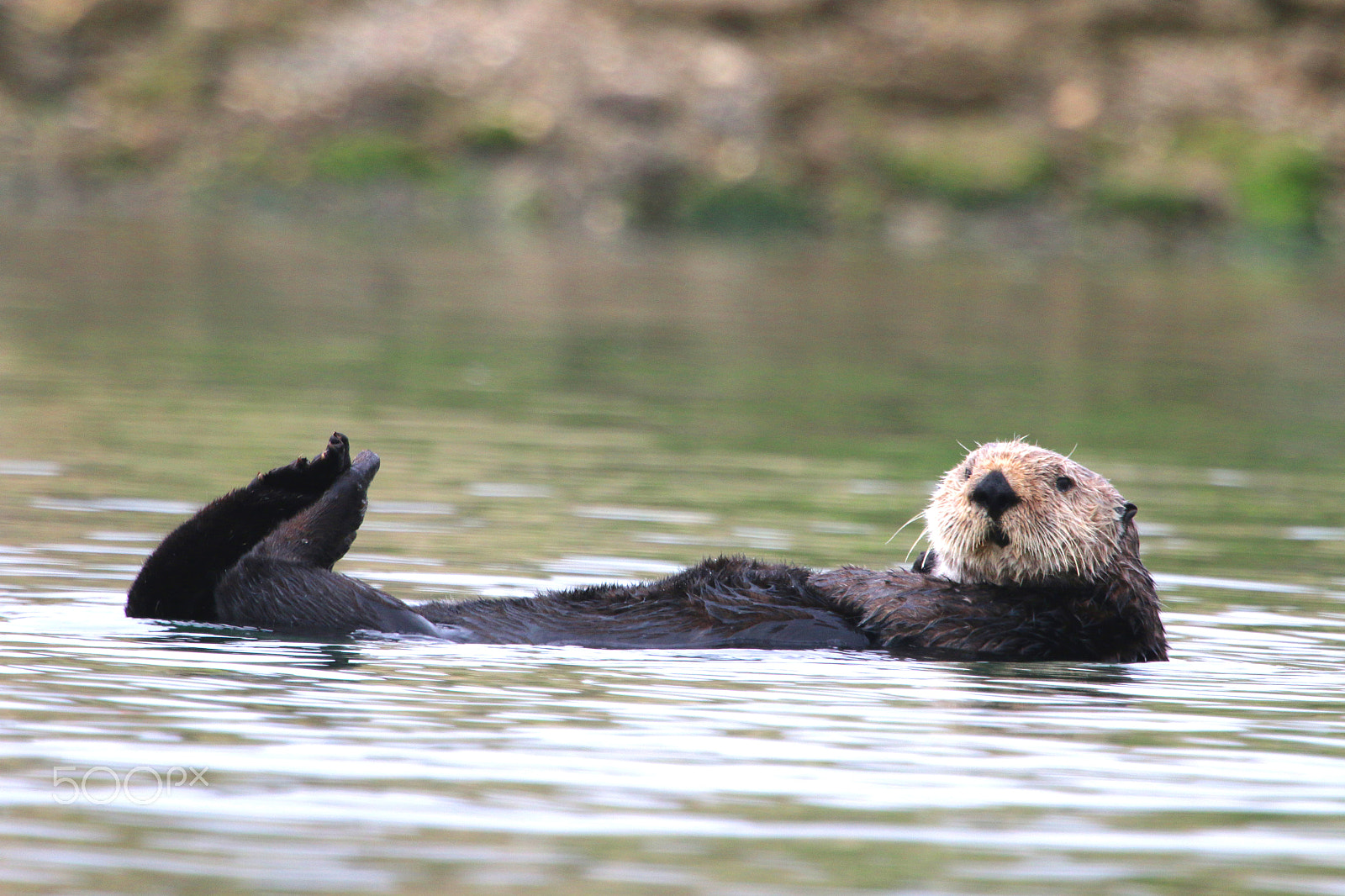 Canon EF 100-400mm F4.5-5.6L IS USM sample photo. Moss landing sea otters photography