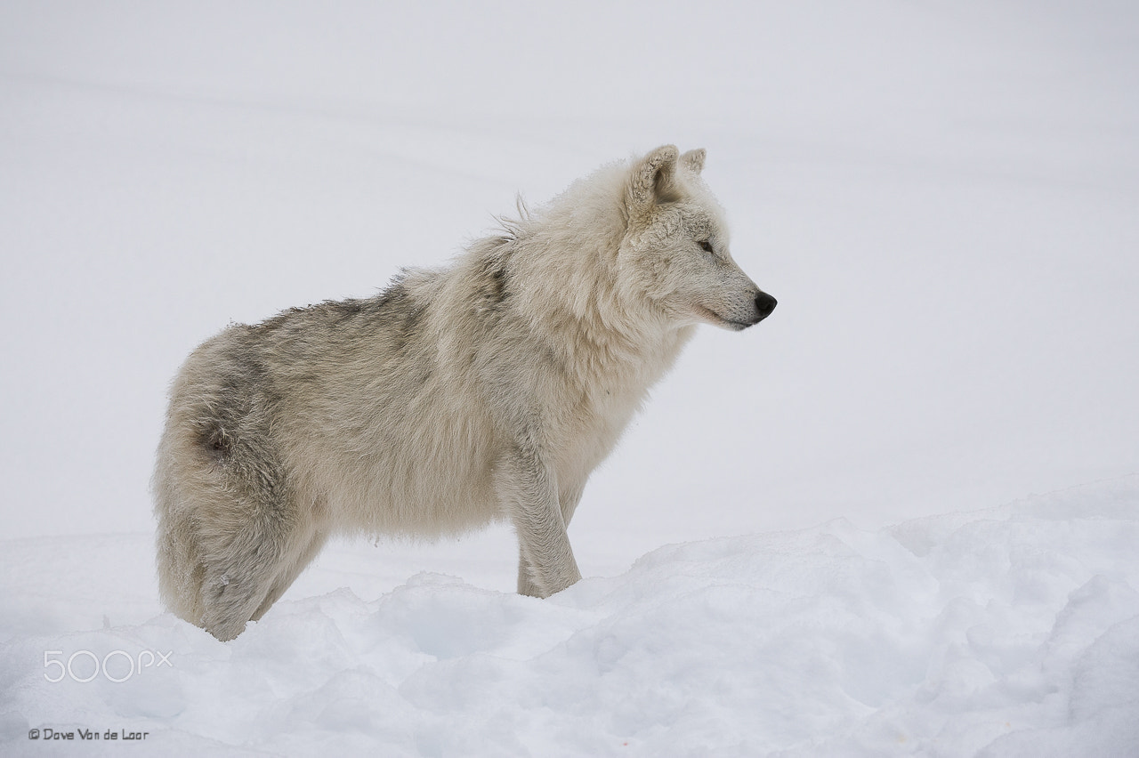 Nikon AF-S Nikkor 200-400mm F4G ED-IF VR sample photo. Arctic wolf photography
