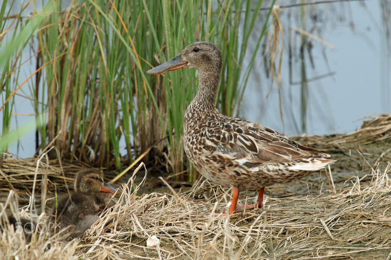 Canon EF 100-400mm F4.5-5.6L IS USM sample photo. Female northern shoveler photography