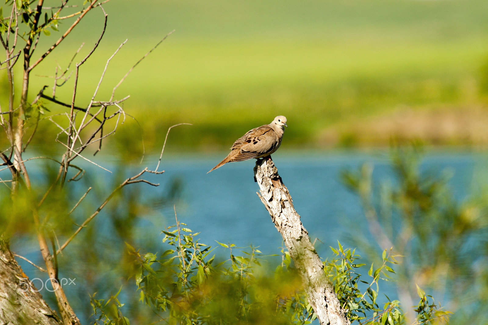 Canon EF 100-400mm F4.5-5.6L IS USM sample photo. Mourning dove photography