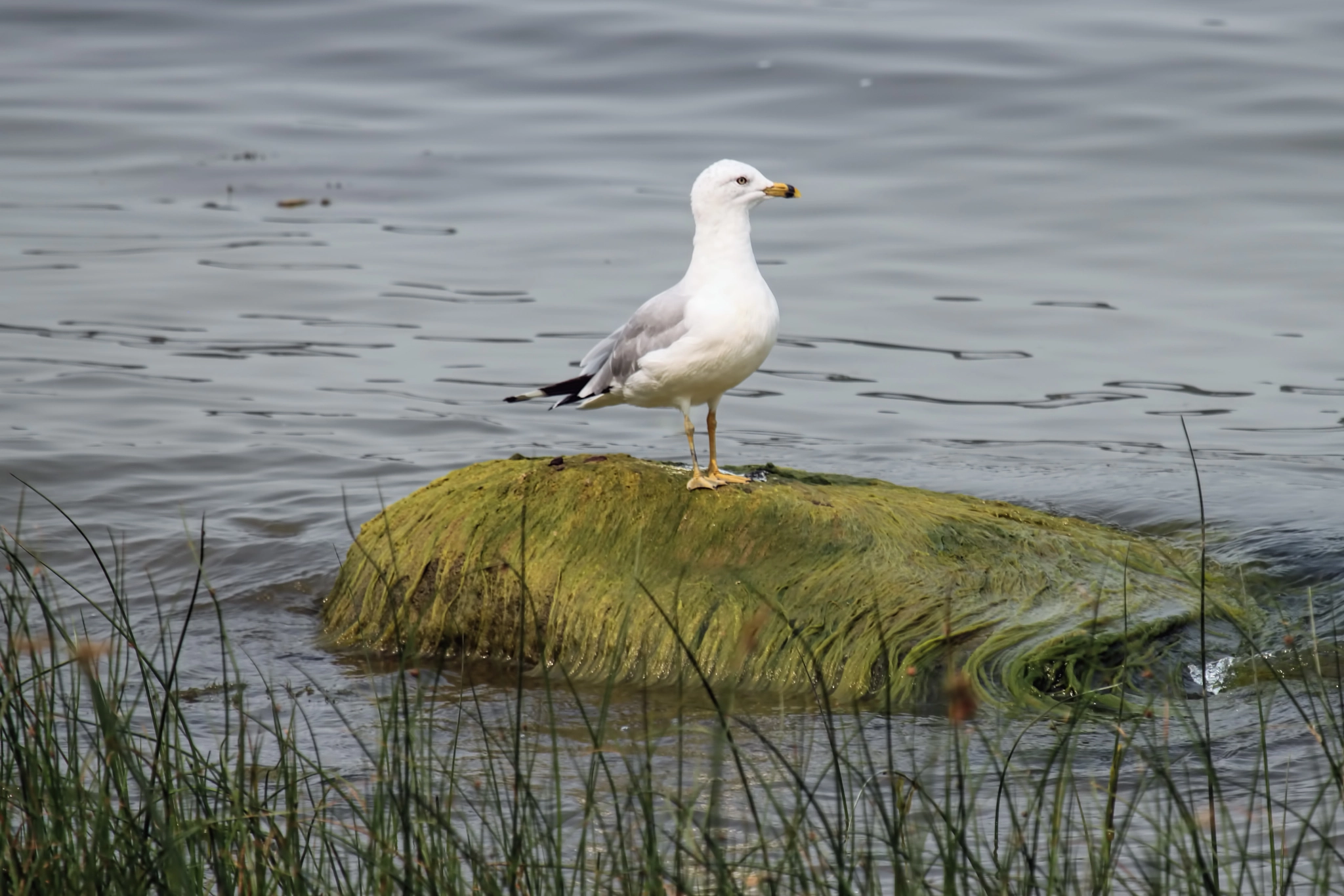 Canon EF 100-400mm F4.5-5.6L IS USM sample photo. Ring-billed gull photography